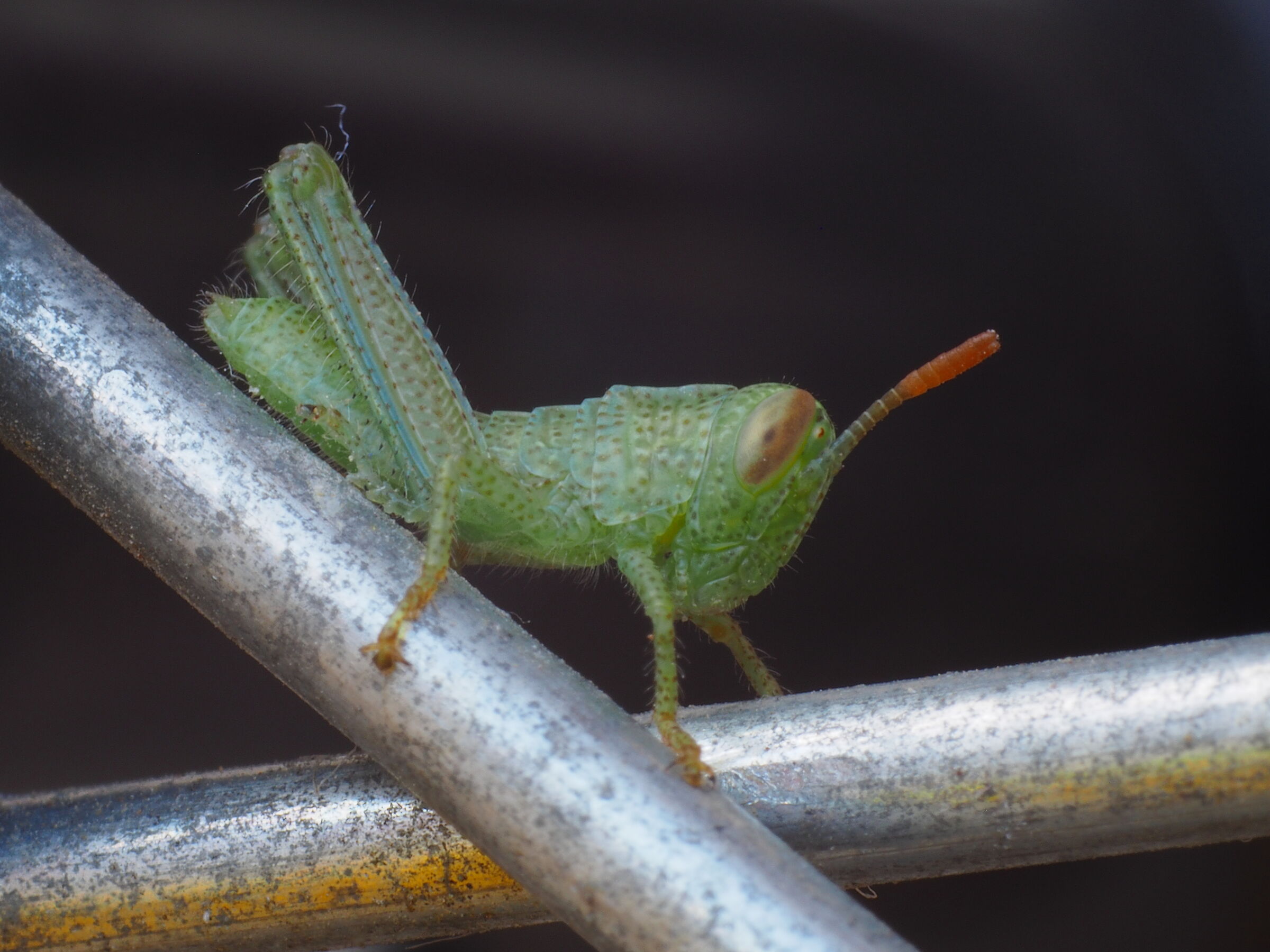 Neanide di Locusta Egiziana