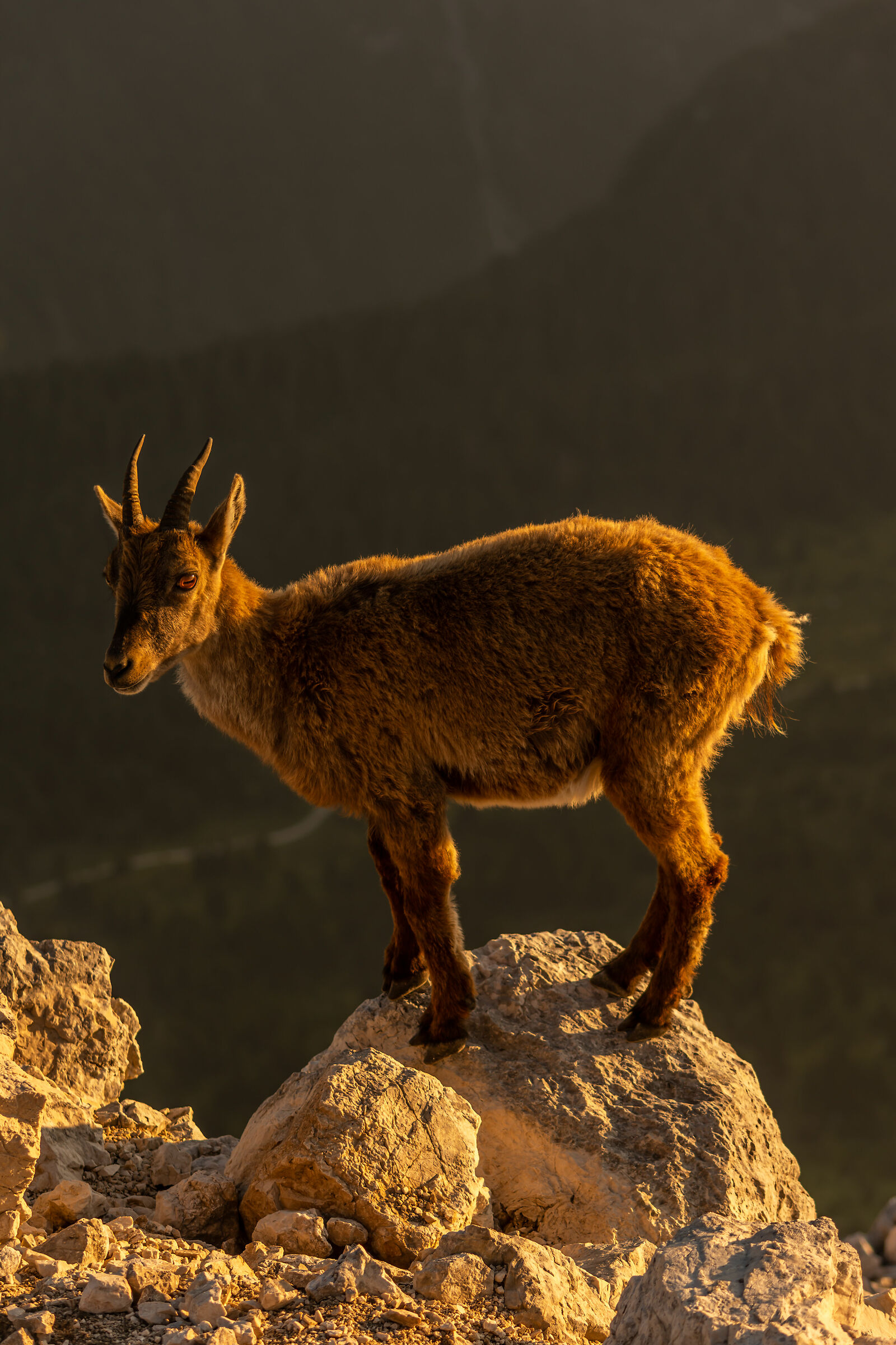 Ibex in golden hour