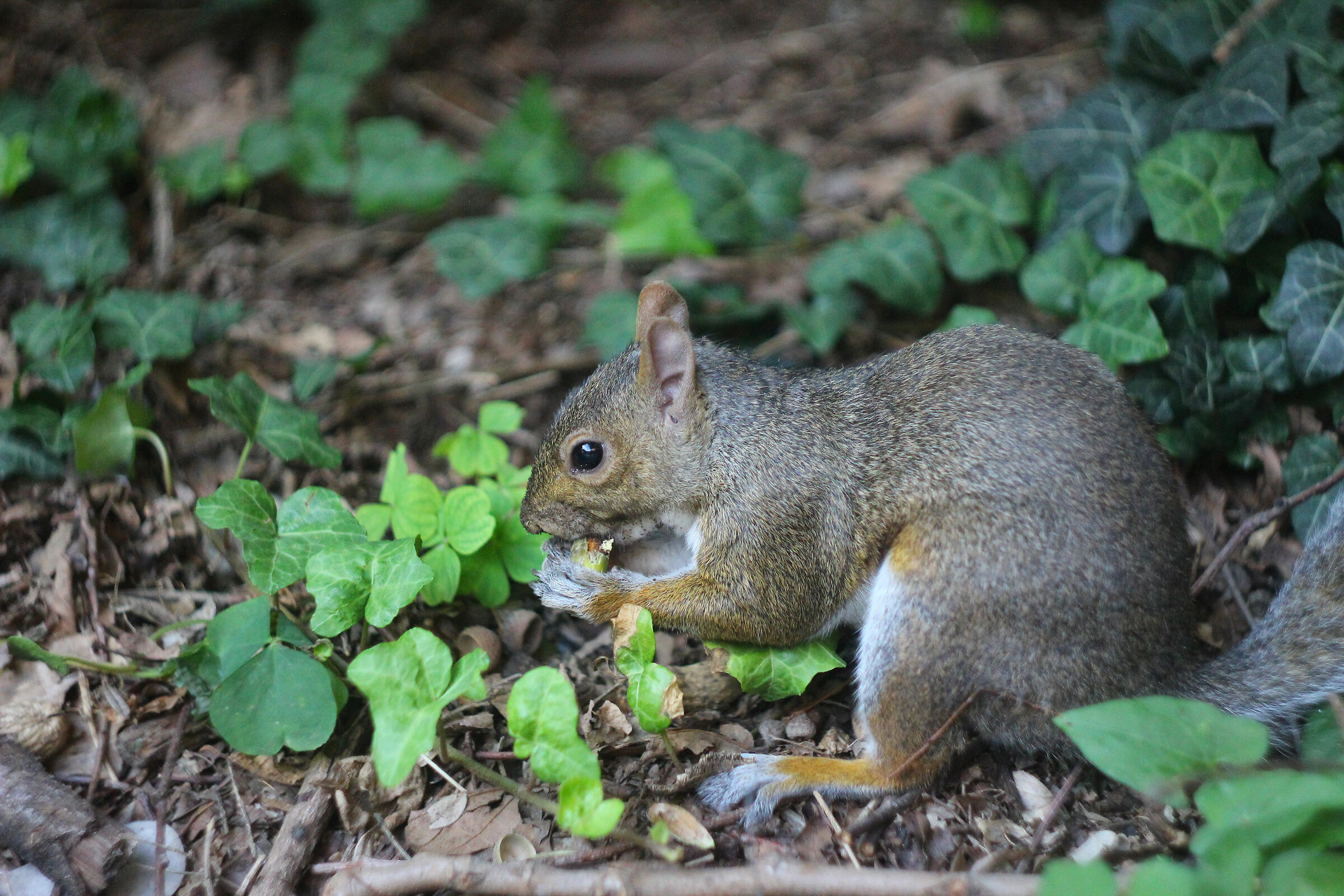 Squirrel and its acorn