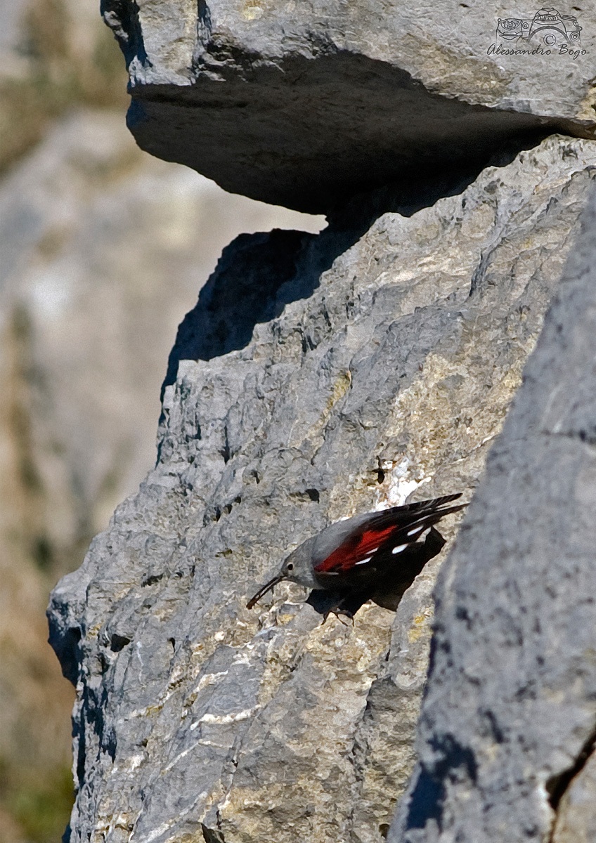 Wallcreeper