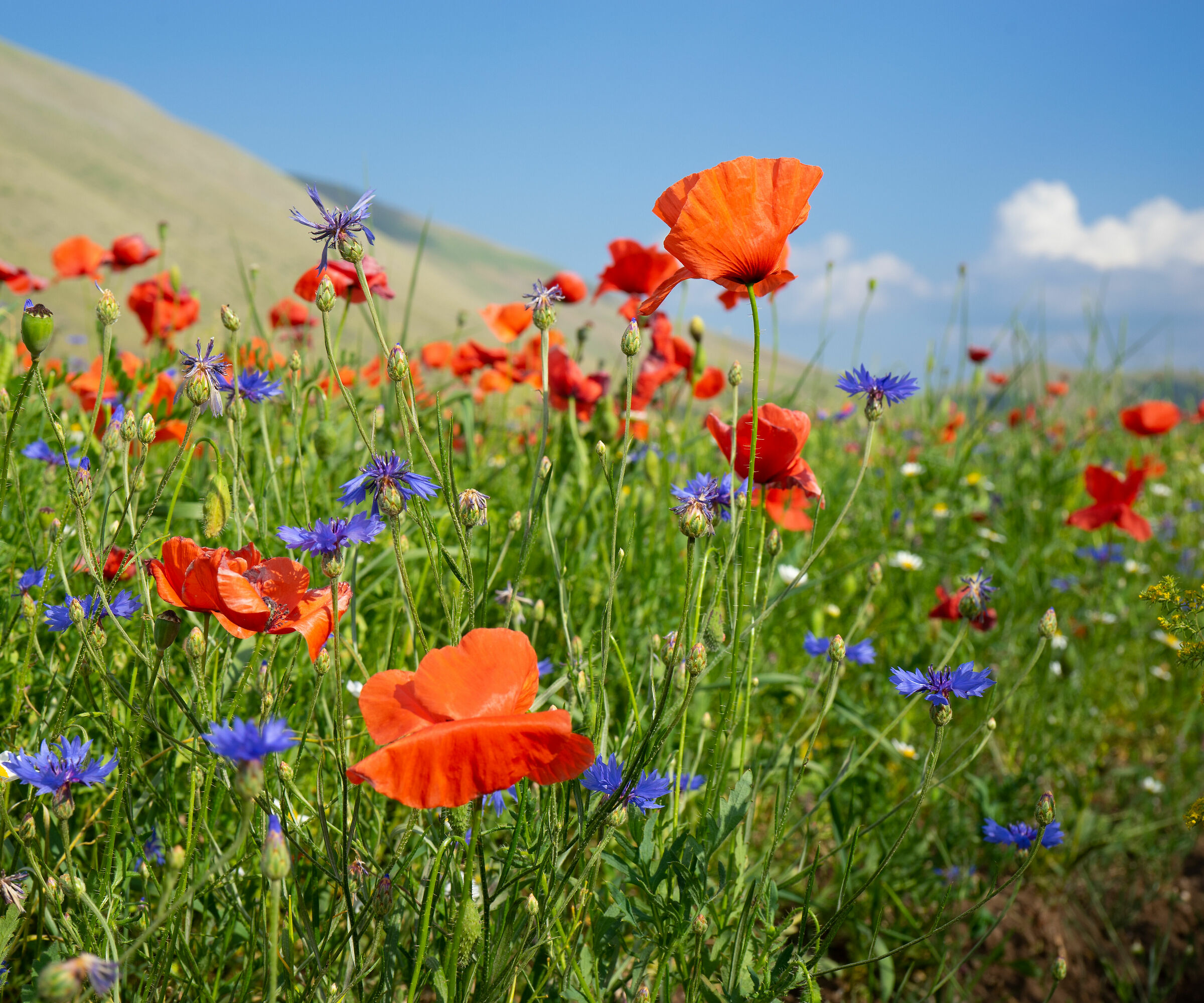 Papaveri e fiordalisi