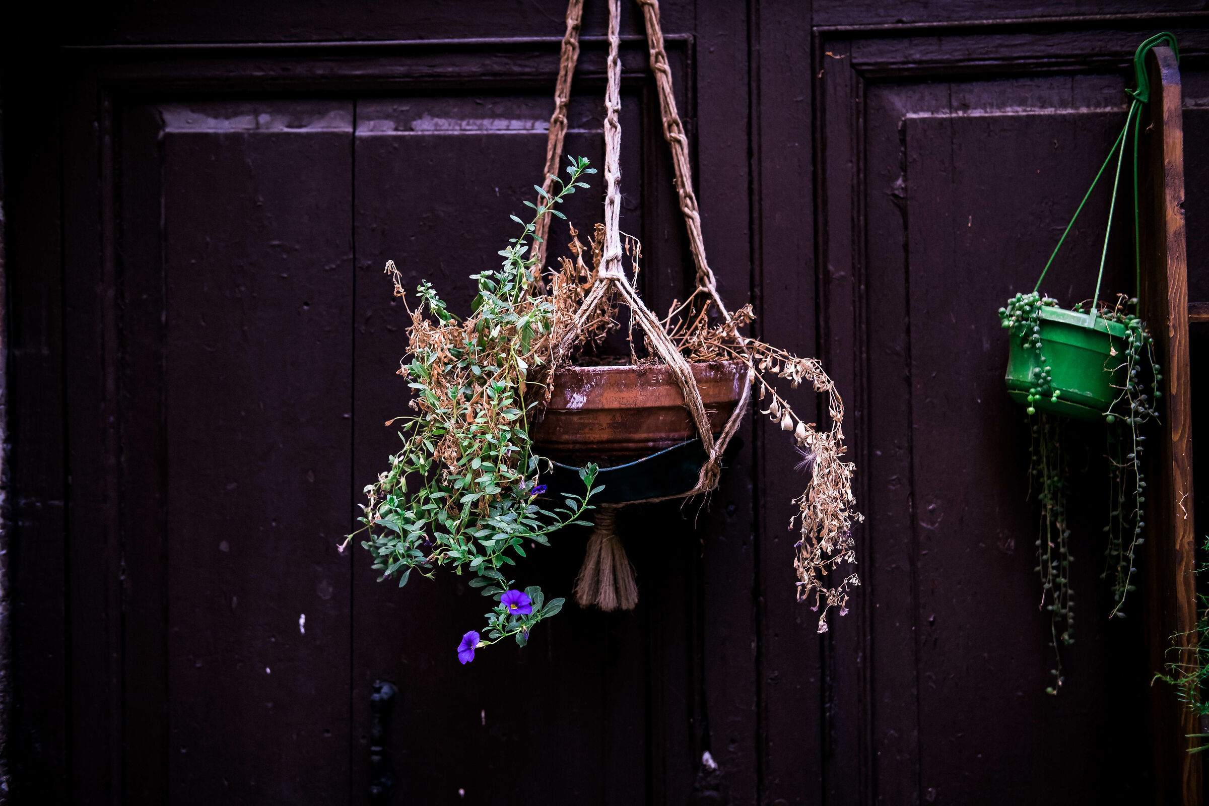 Flower pots in Spello