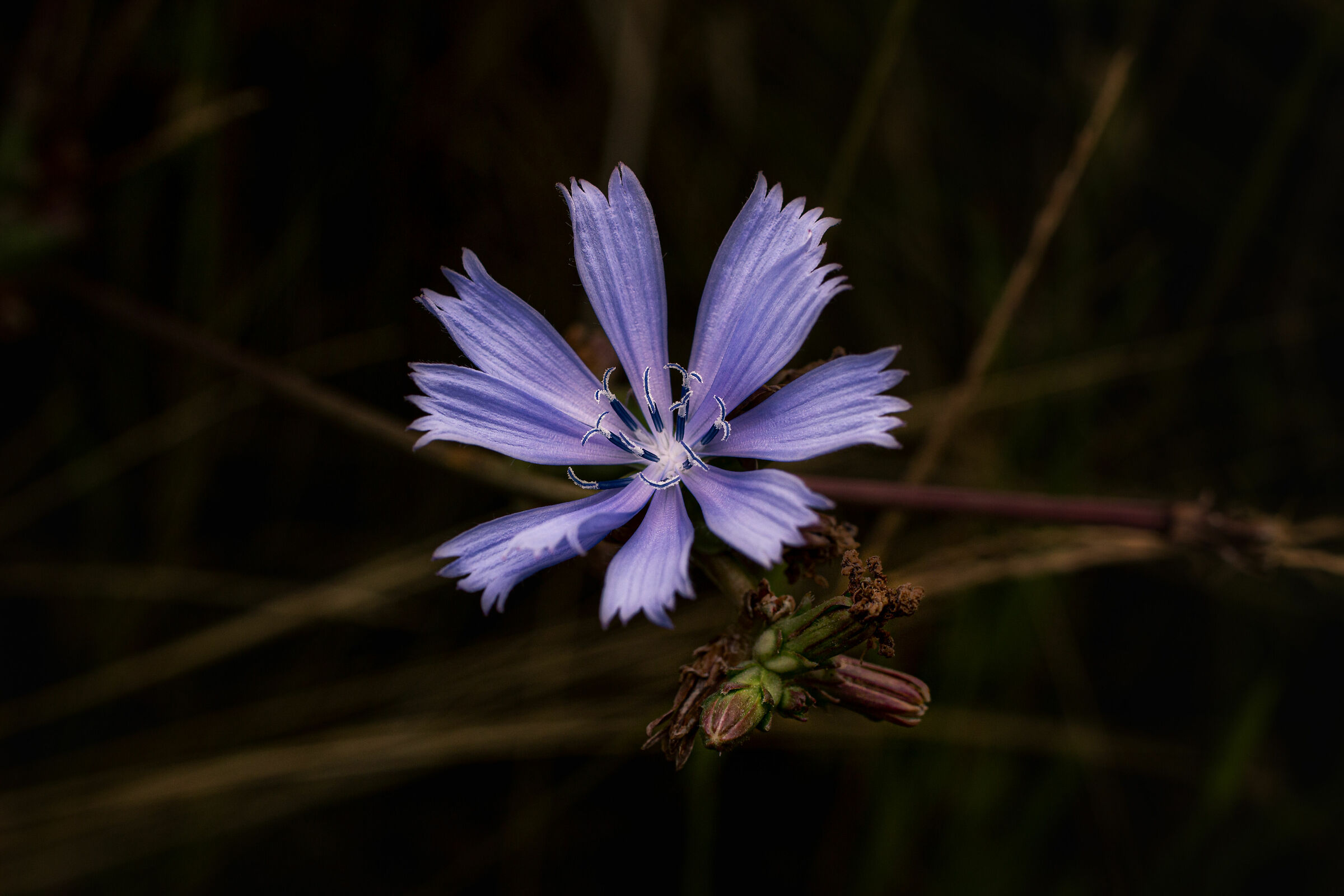 Dalla passeggiata mattutina