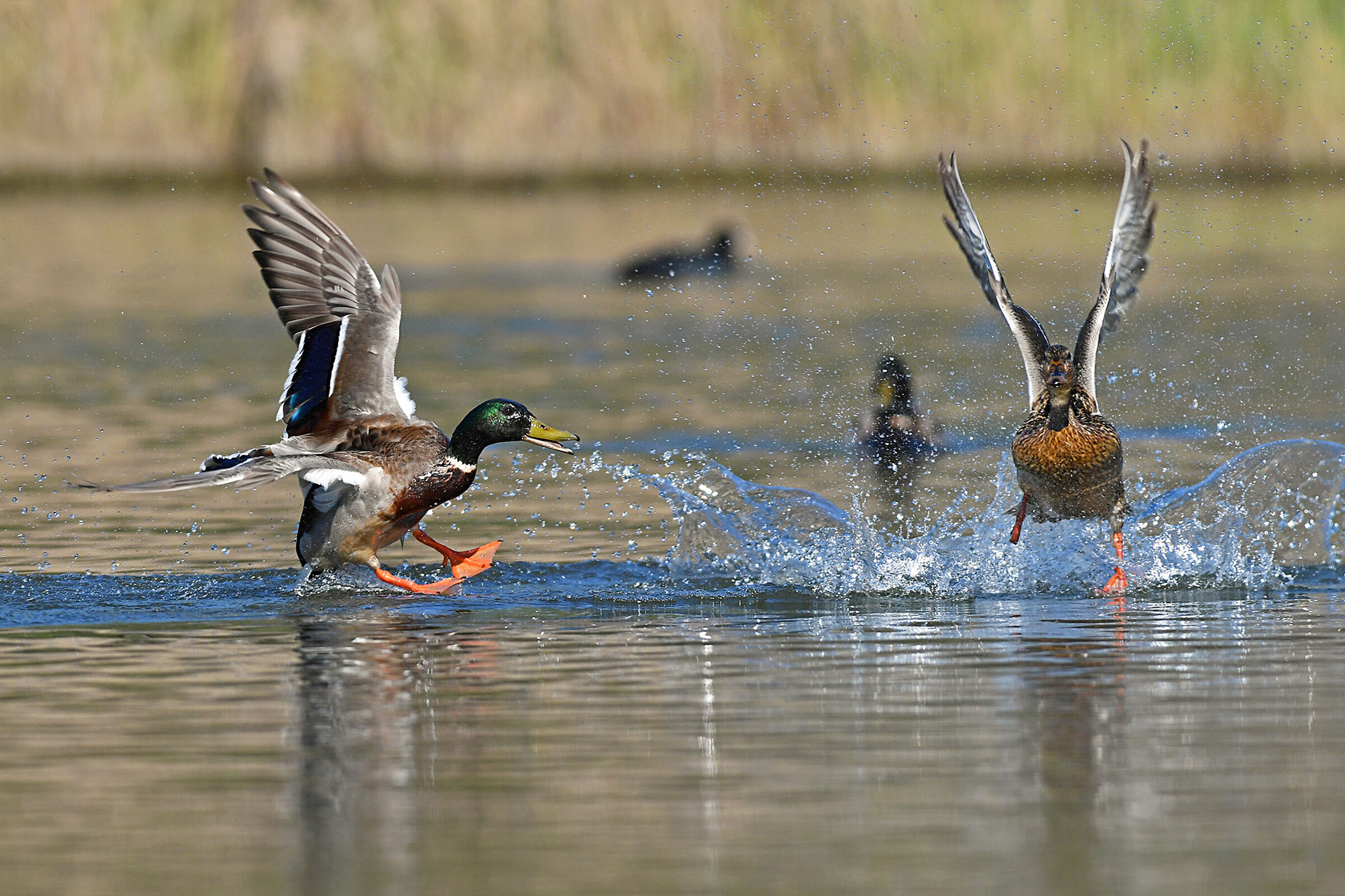 now it's already late but it's early if you leave.