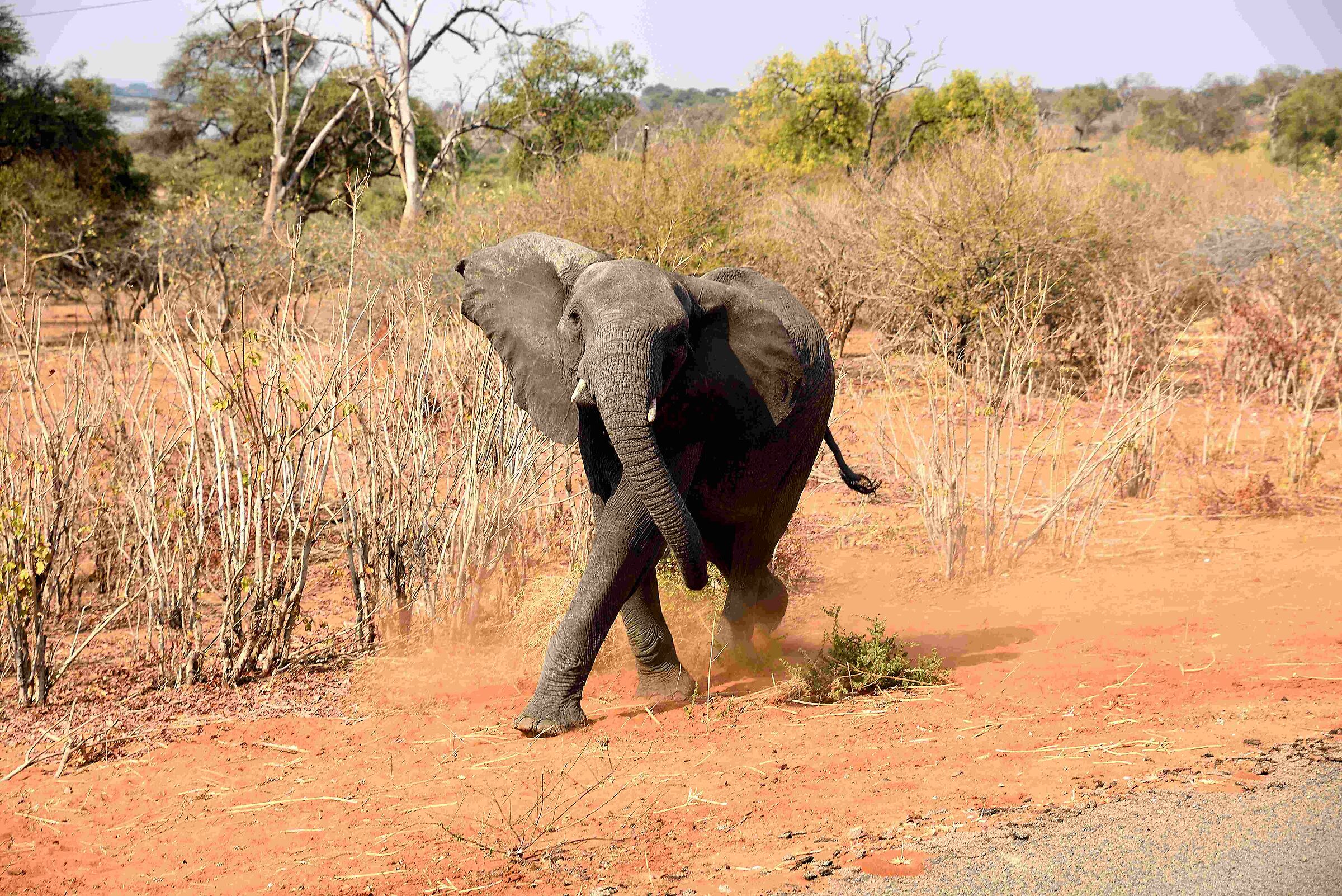 Zimbabwe ...  mr nervosetti