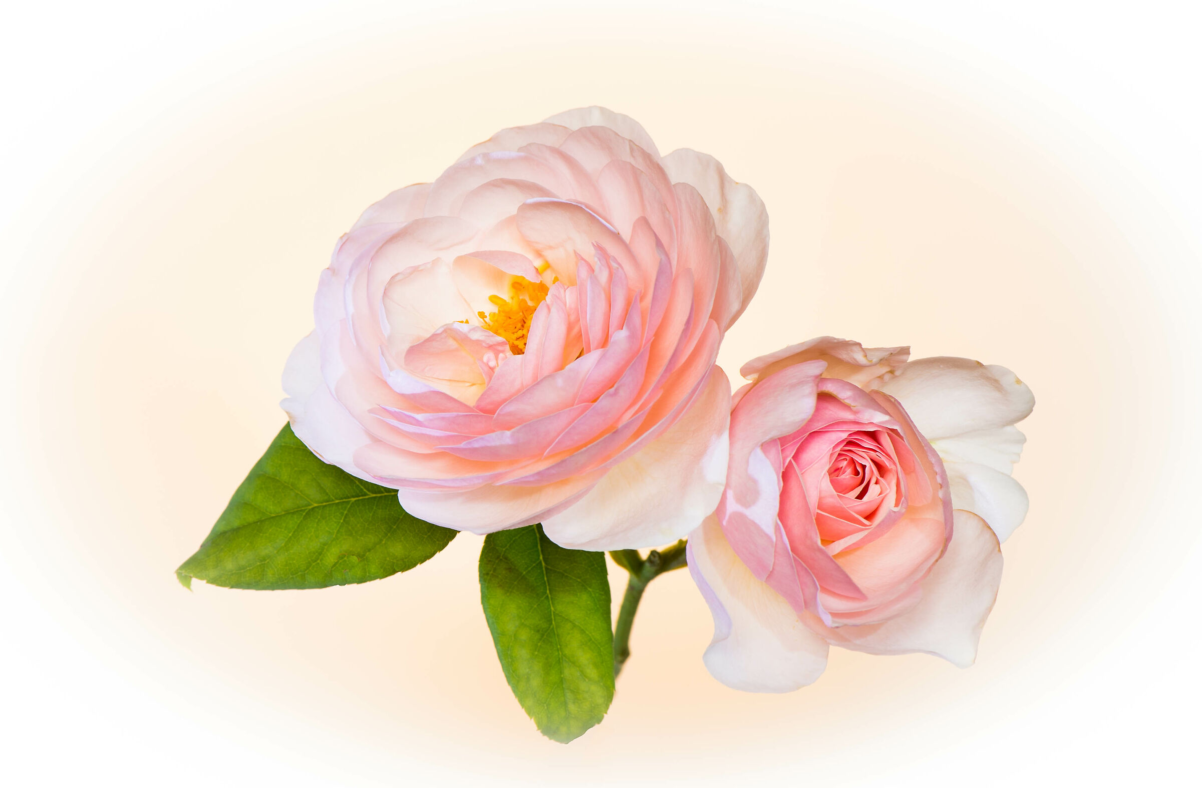 Heritage, dedicata a tutte le donne del mondo.