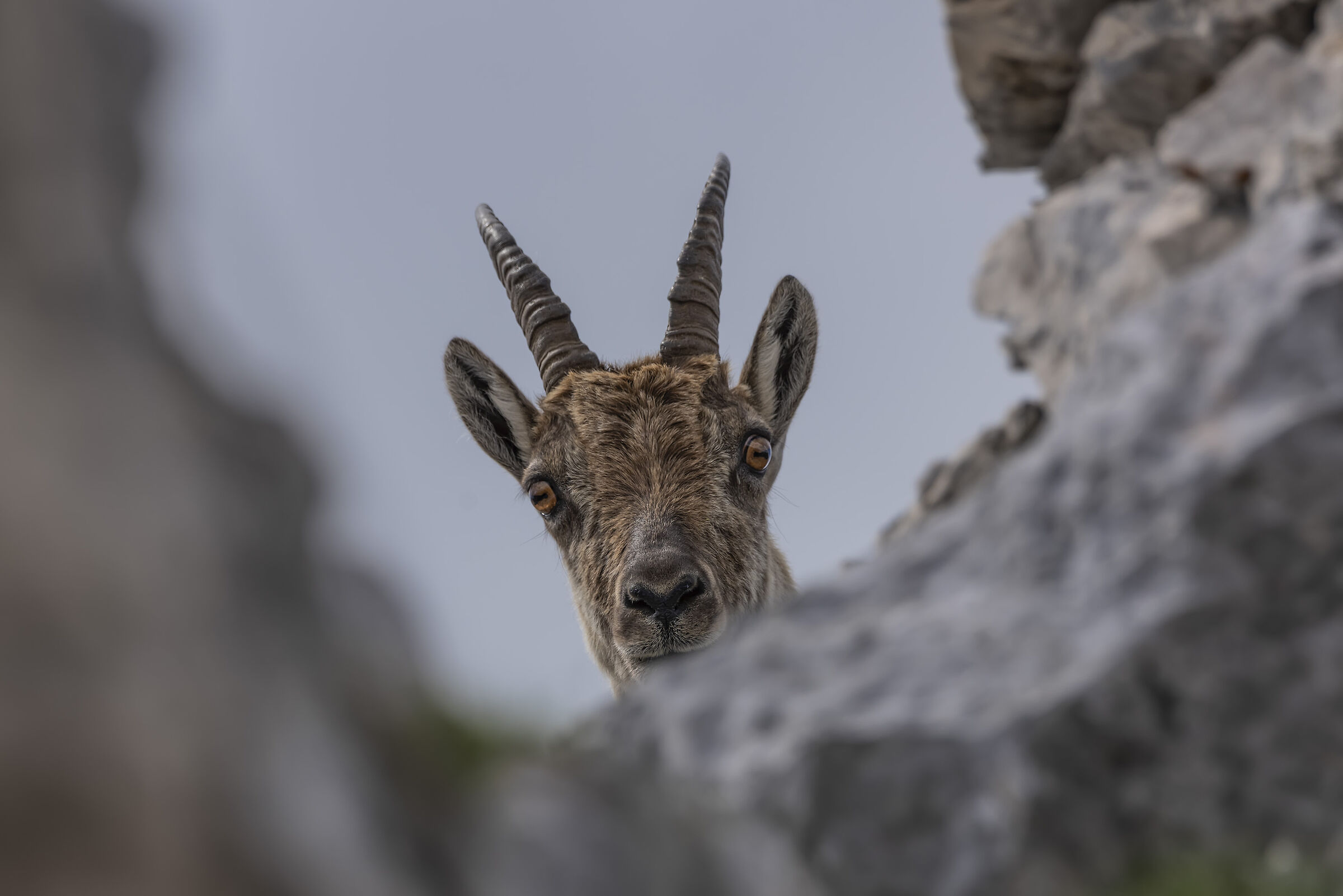 Curious female ibex
