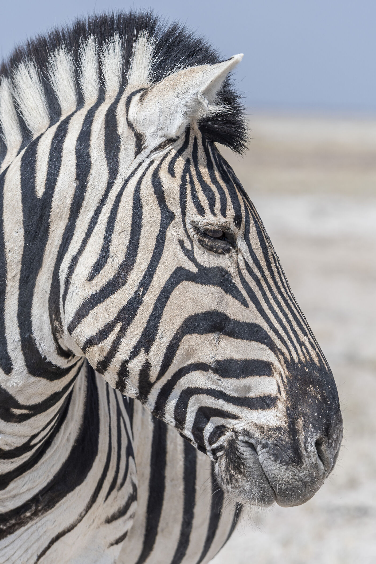 Zebra