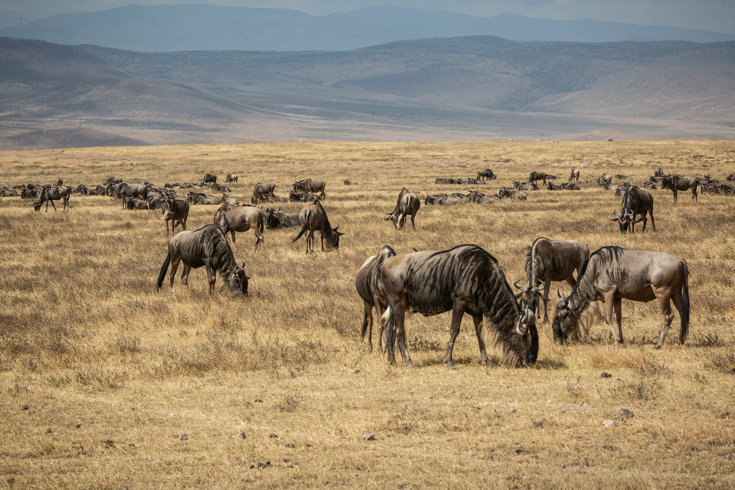 wildebeest wildebeest wildebeest