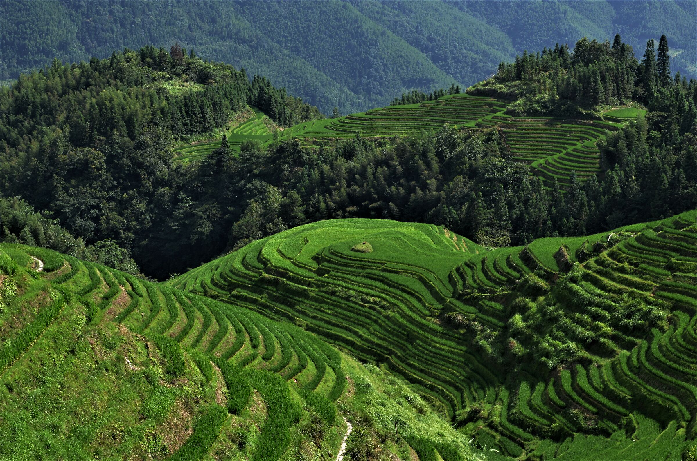 Ping'an rice paddies