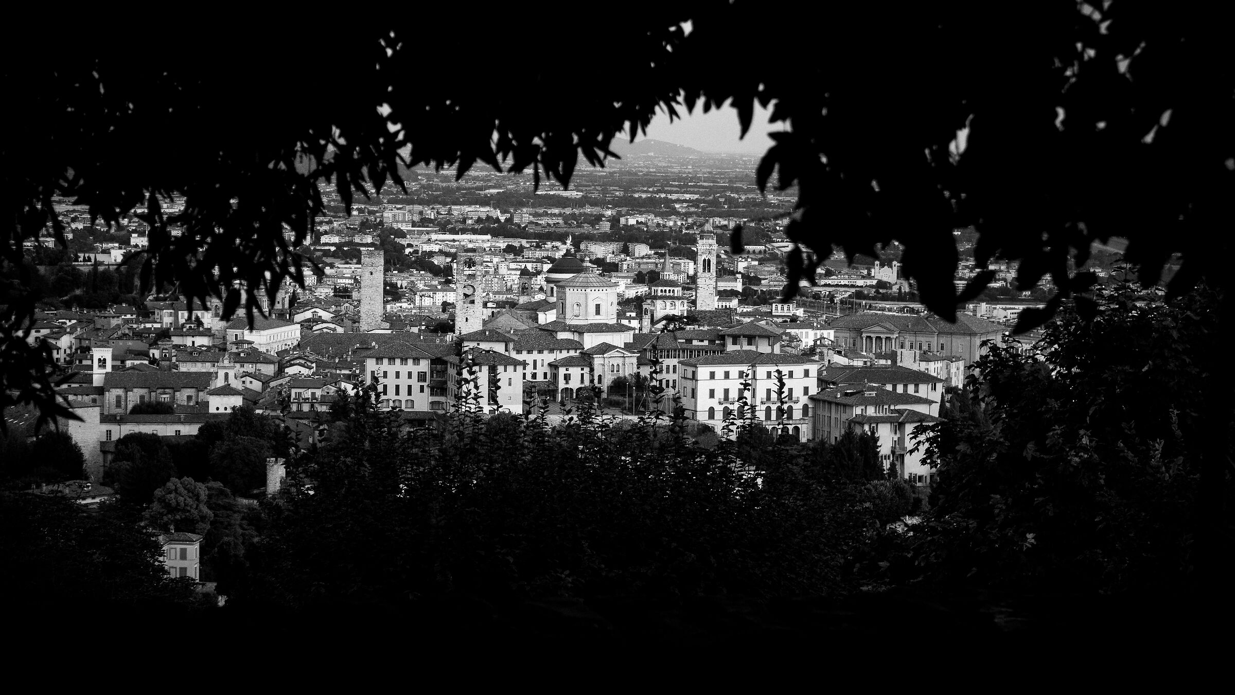 High City... among the fronds