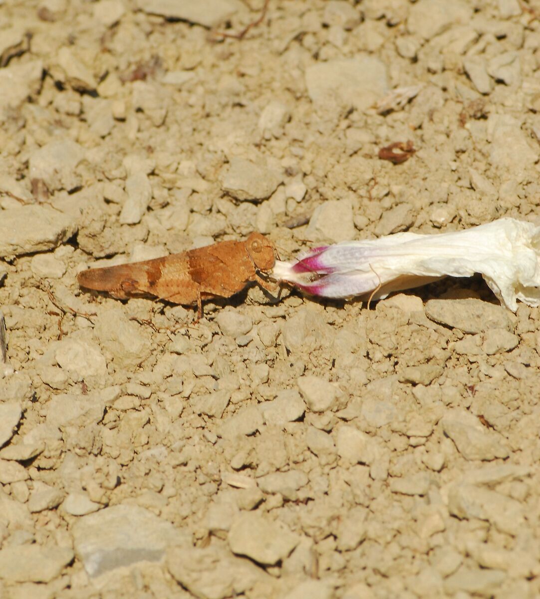 per fortuna -si cena