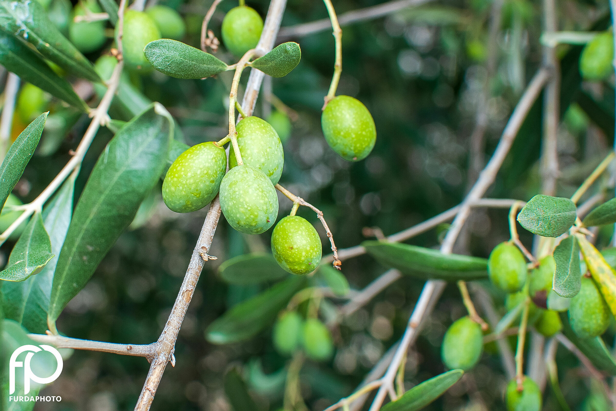Montisola Olives