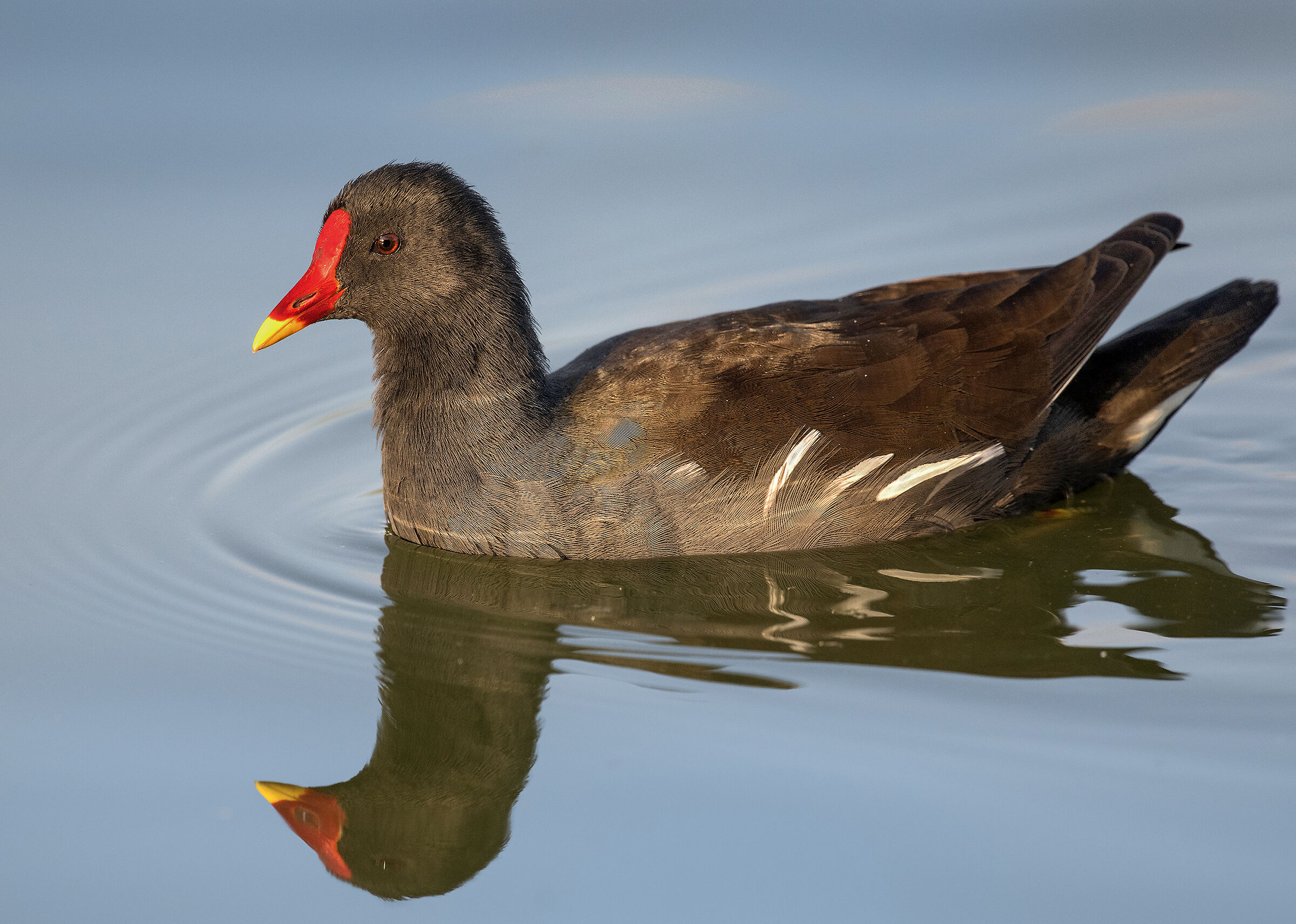 water hen