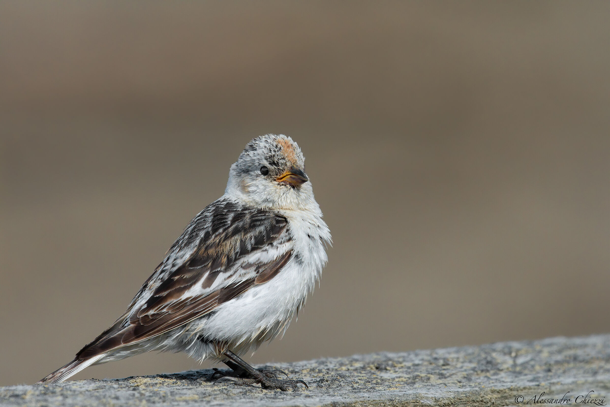 Il giovane zigolo delle nevi