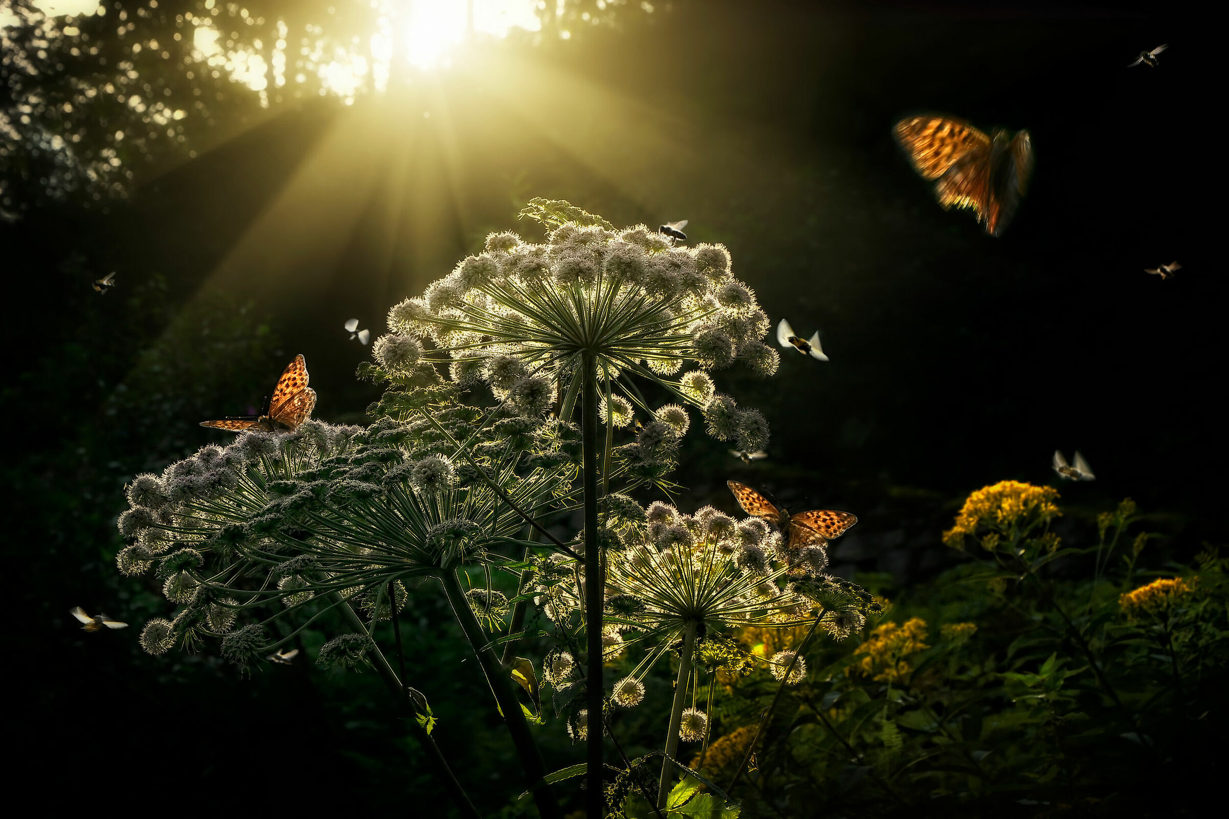 Affollamento mattutino