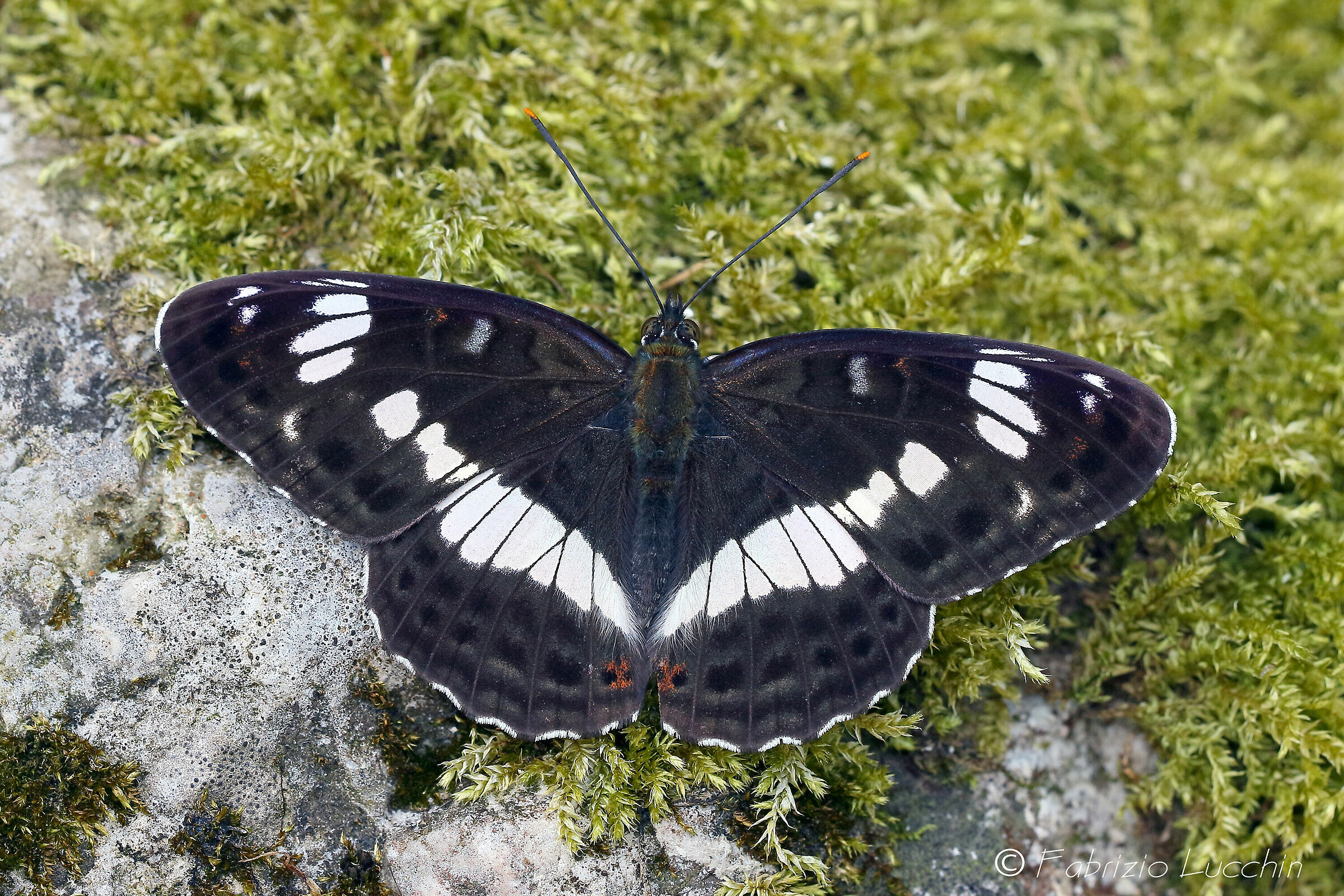 Limenitis