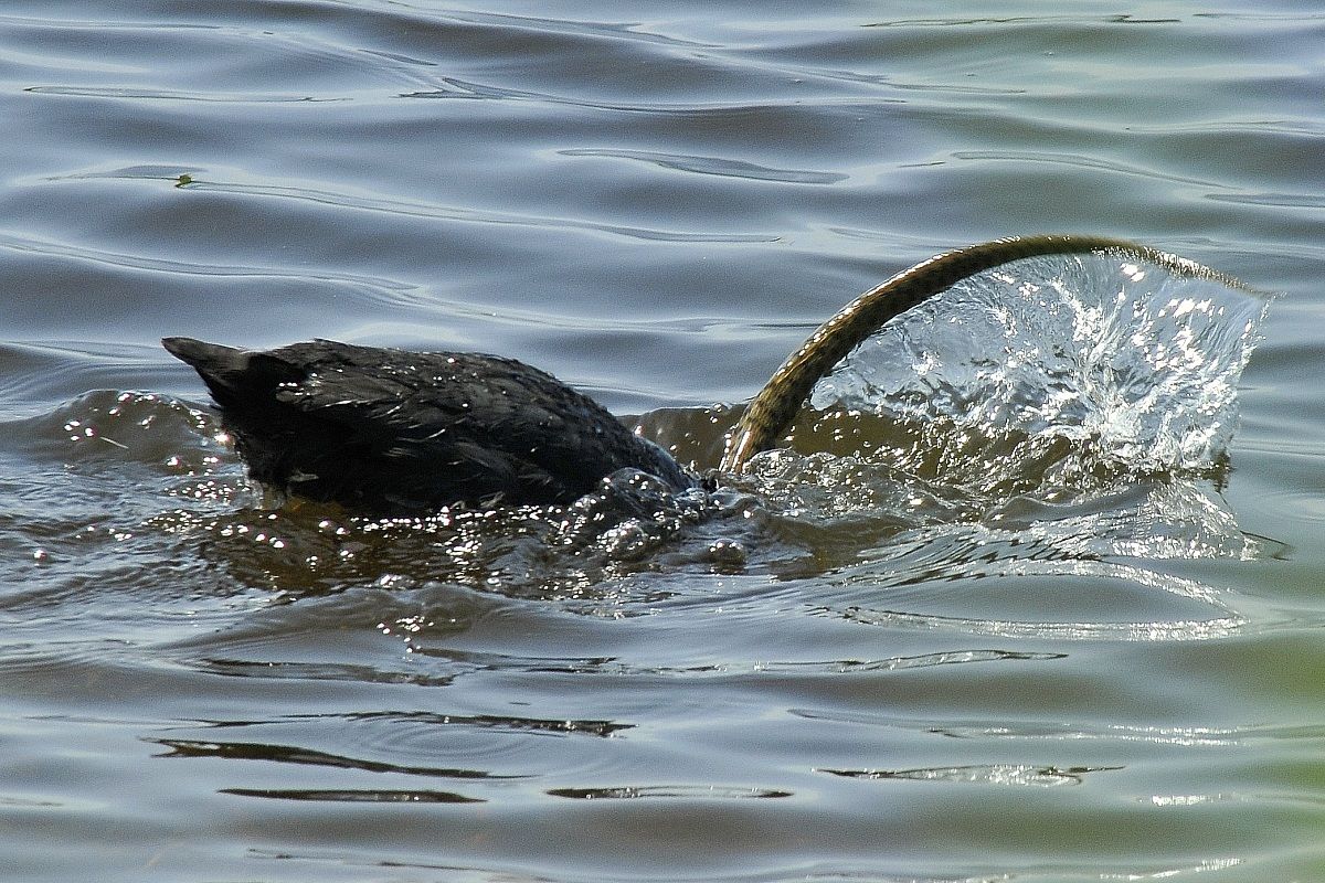 coot versus snake