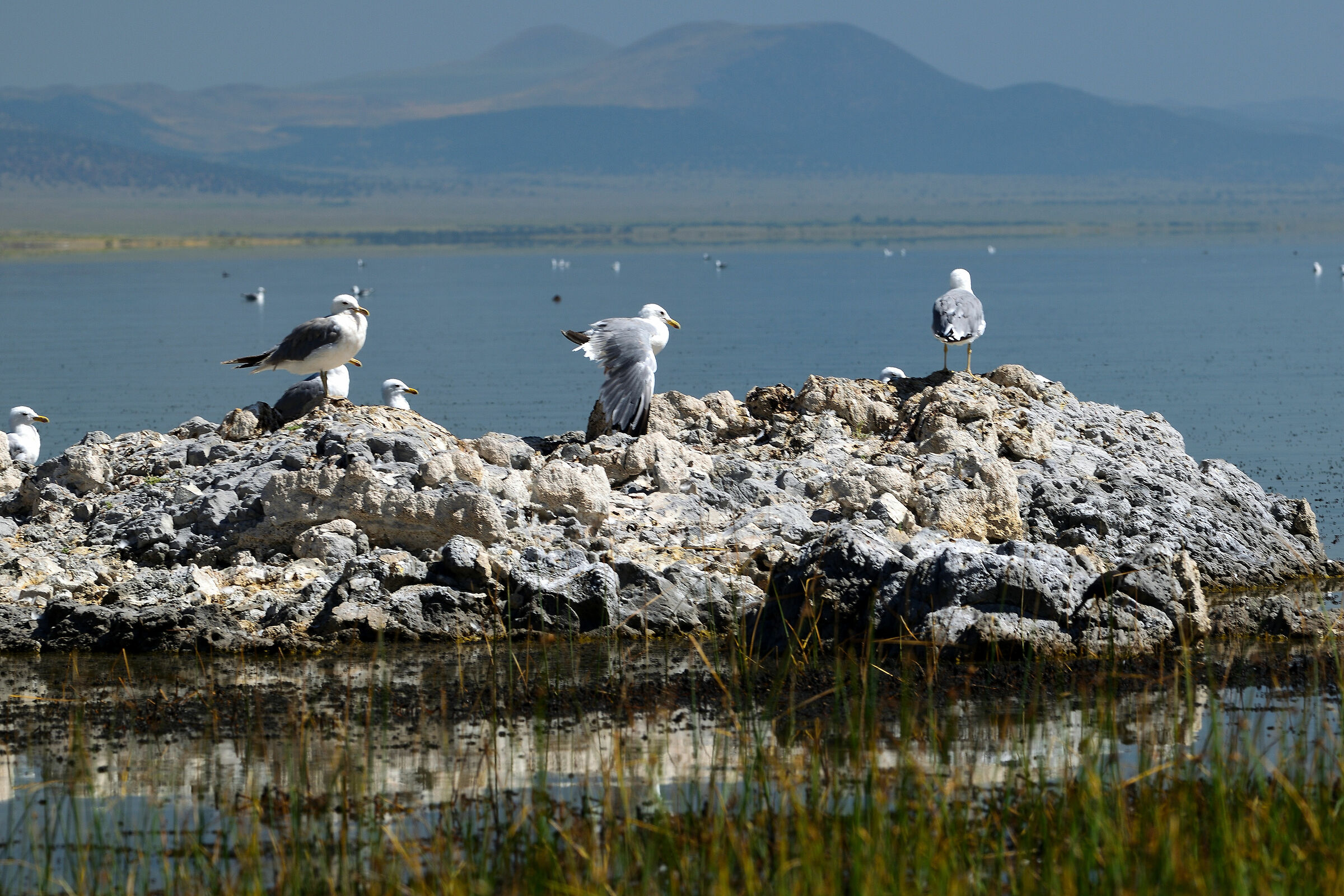 gabbiani a Mono Lake