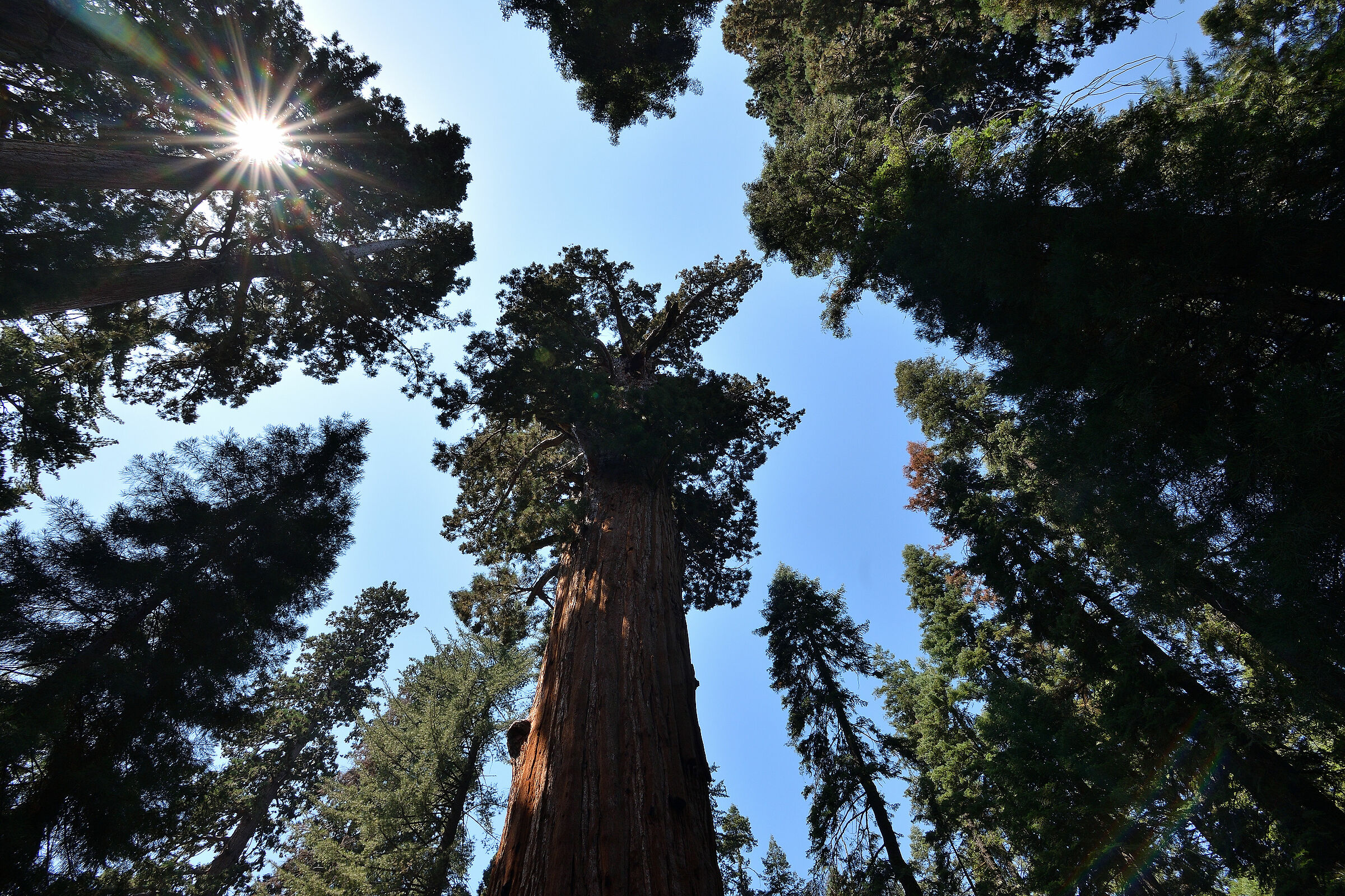 Sequoia