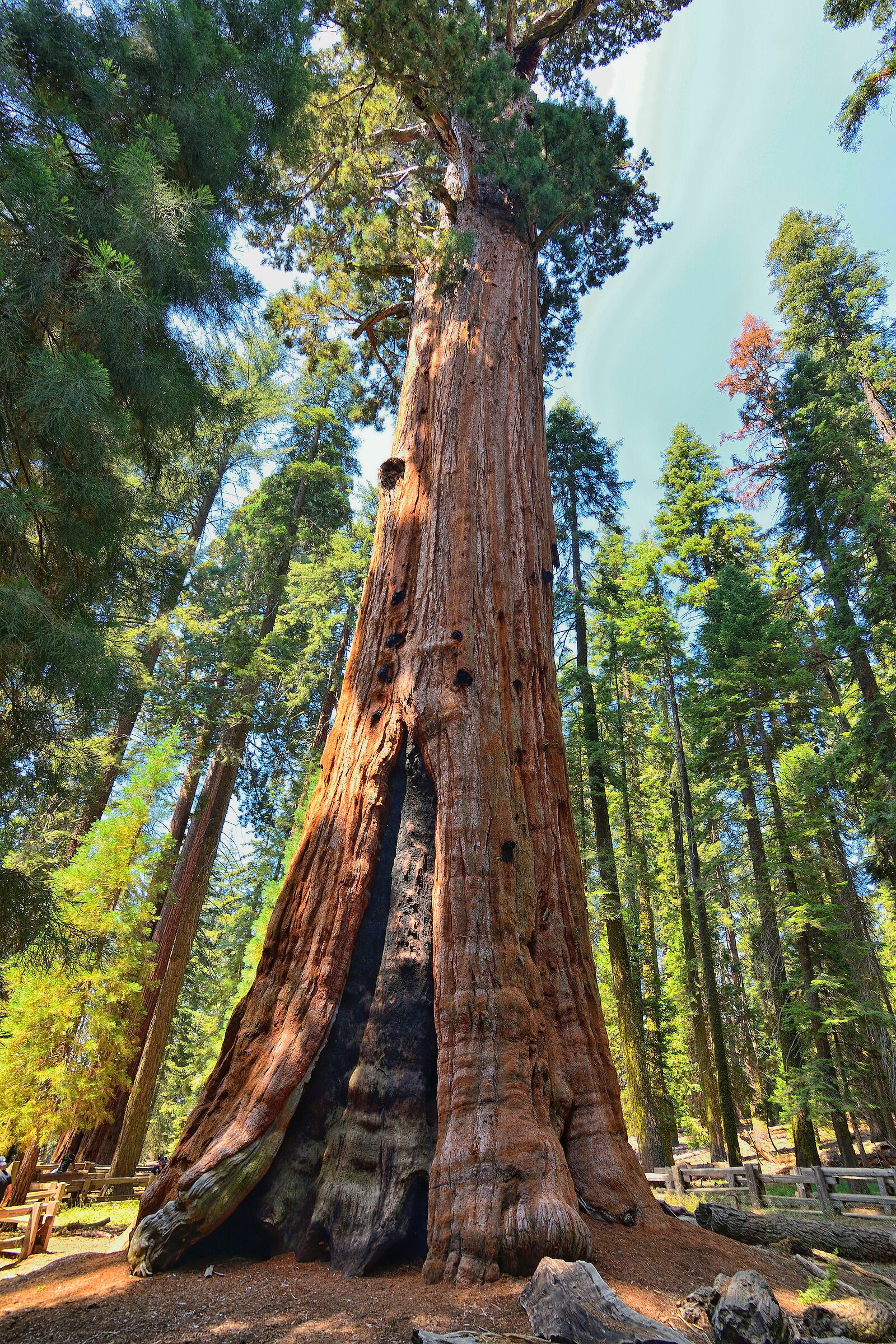 Gen. Sherman tree