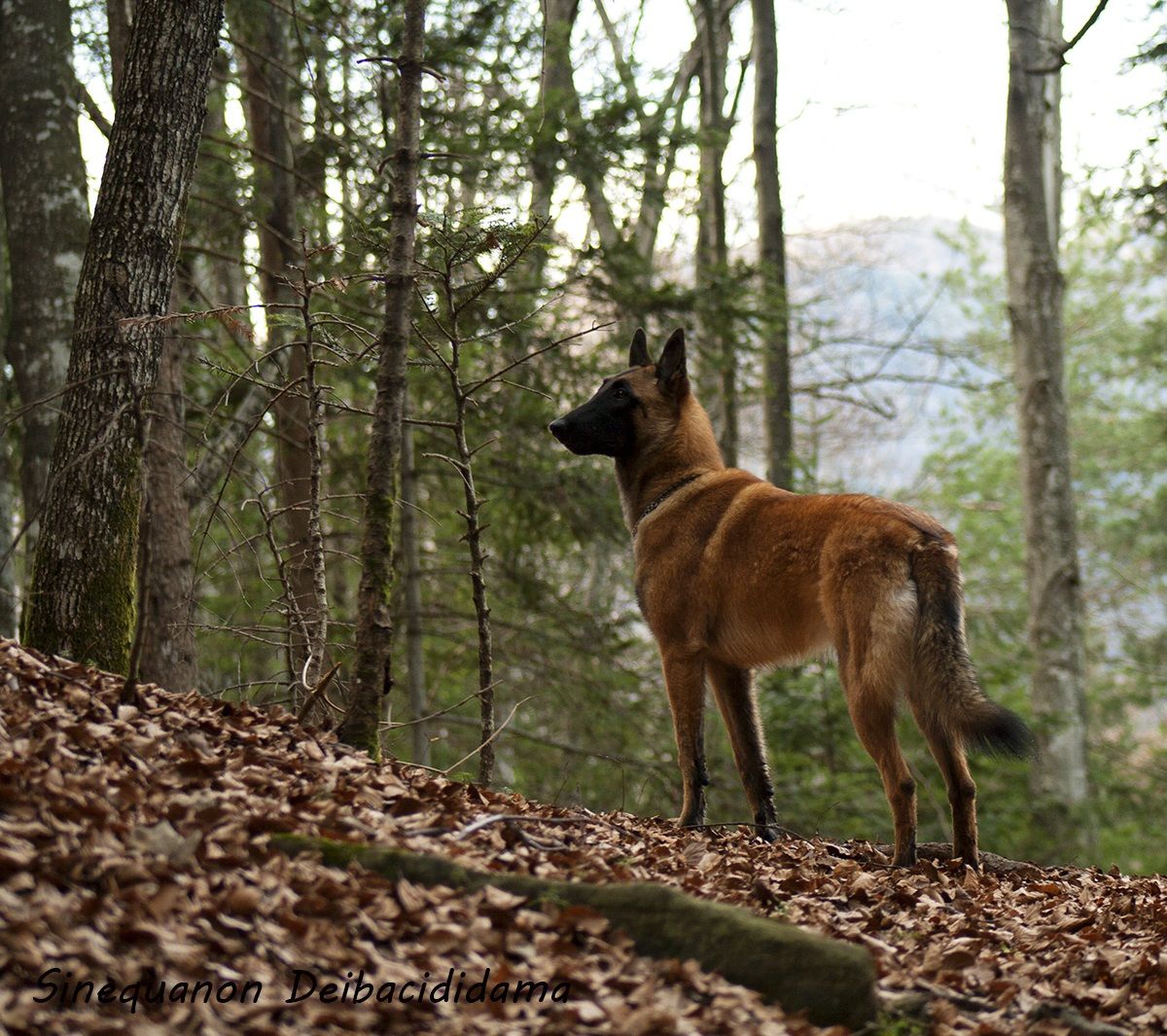 belgian shepherd malinois
