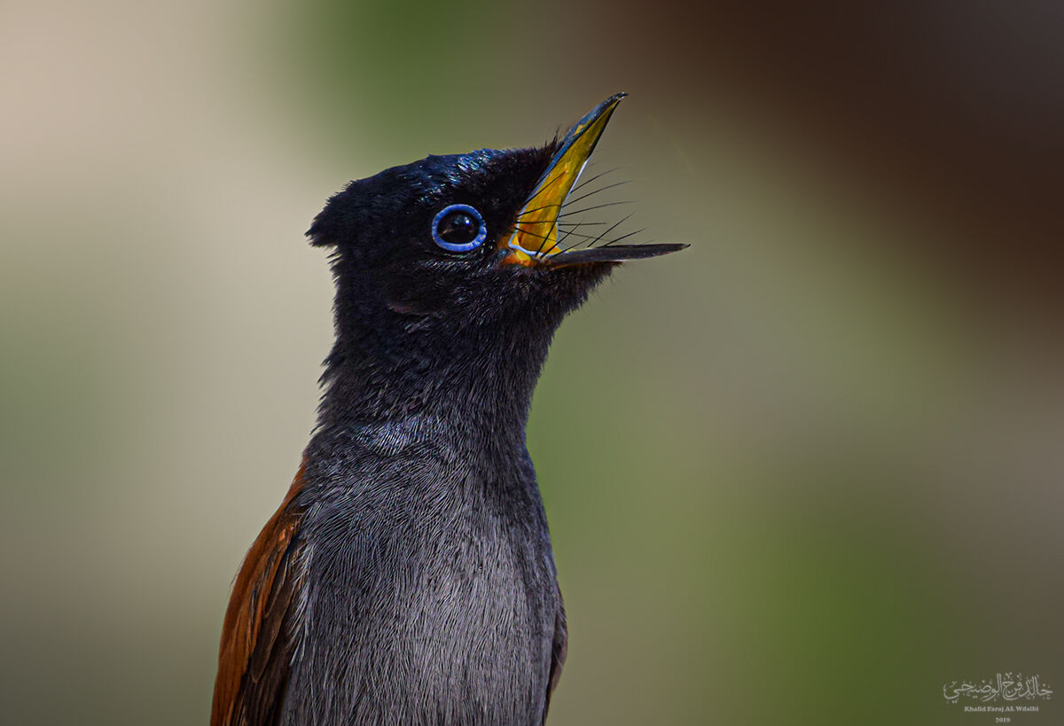 African paradise flycatcher