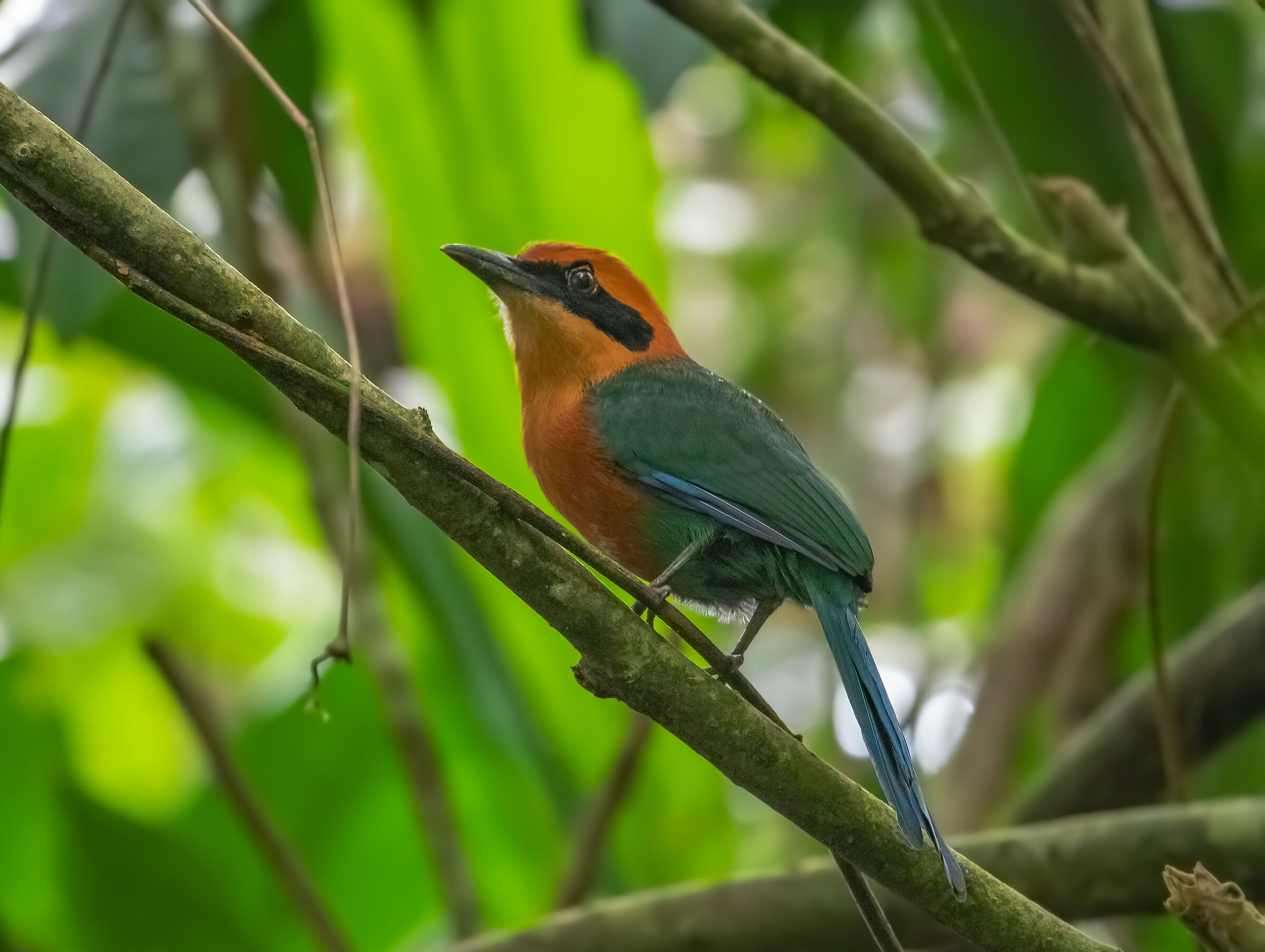 motmot rufous