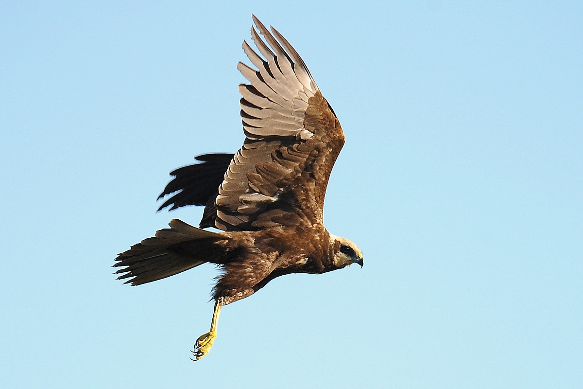 Marsh Harrier