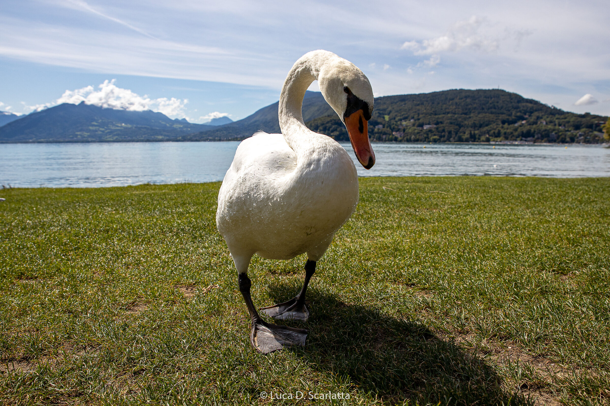 Avifauna without supertele :)