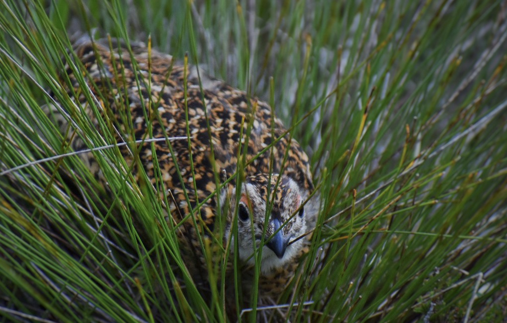 Red grouse