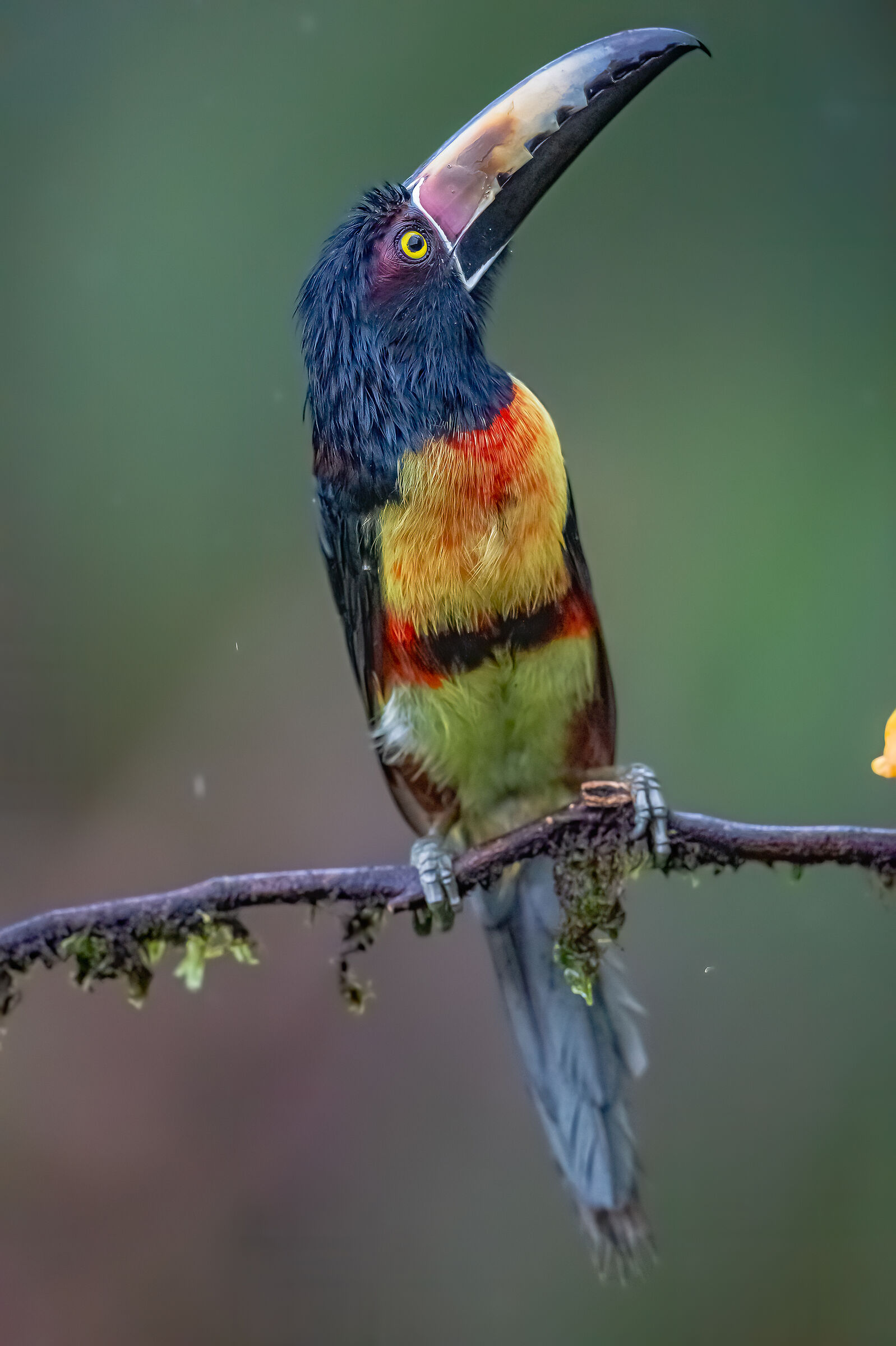 tucano Collared aracari