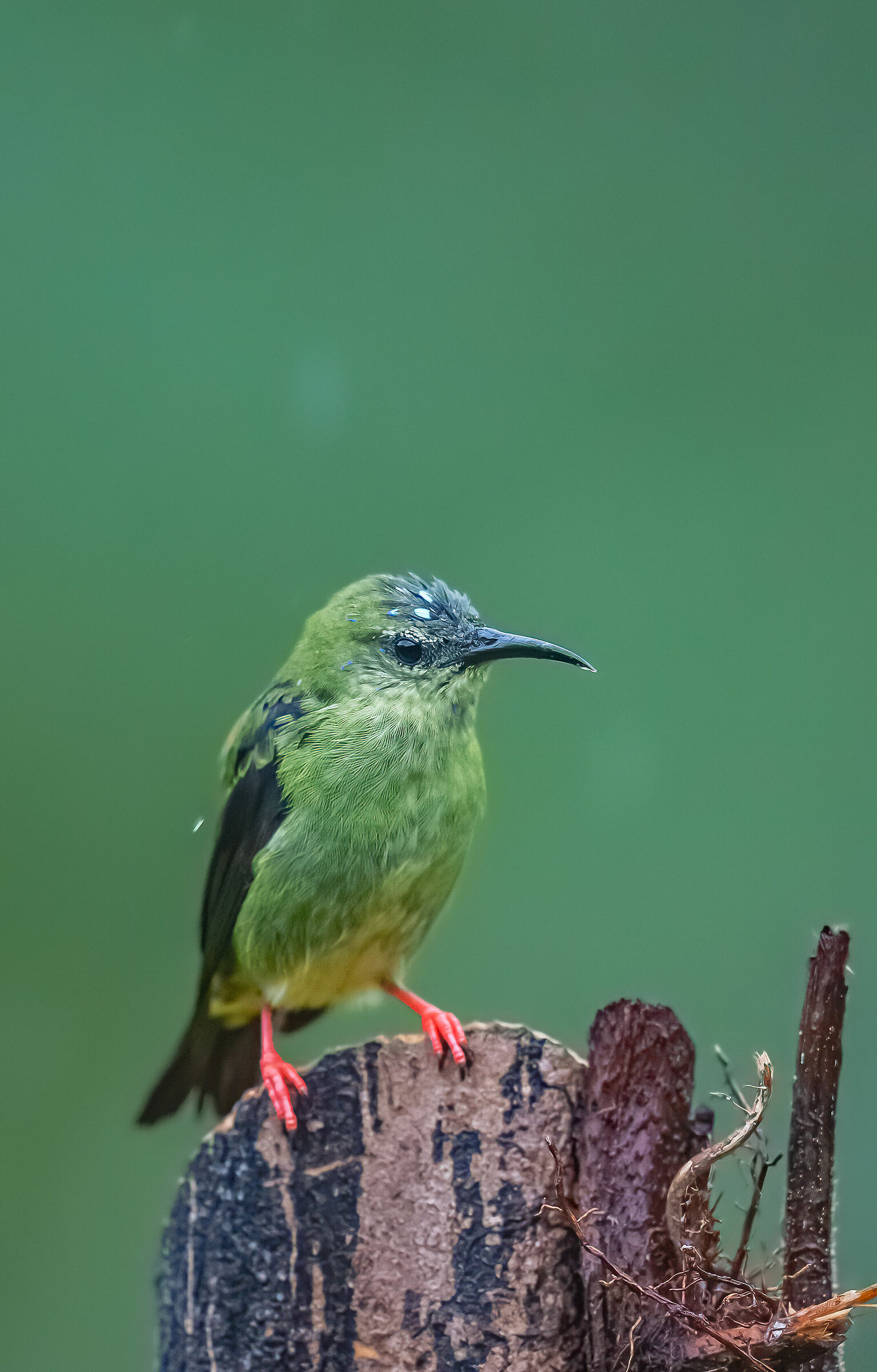 Green honeycreeper femina