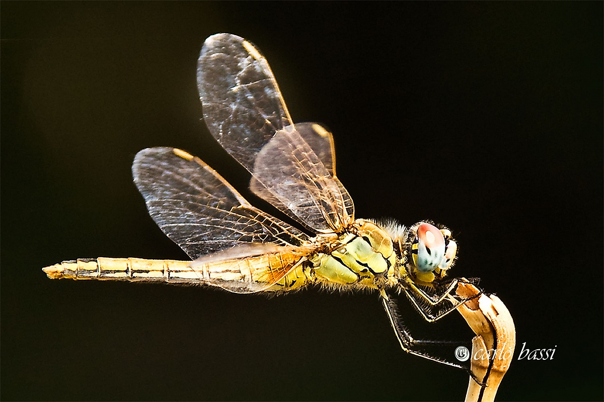 dragonfly
