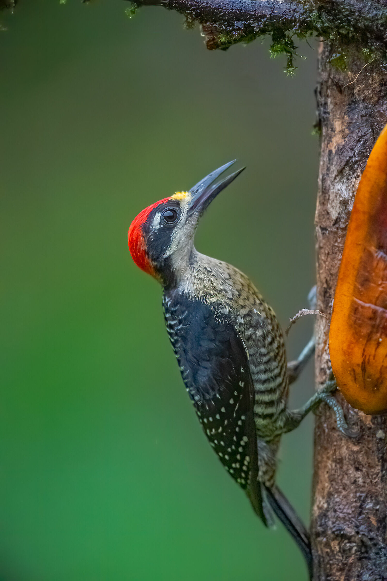 black cheked Woodpecker