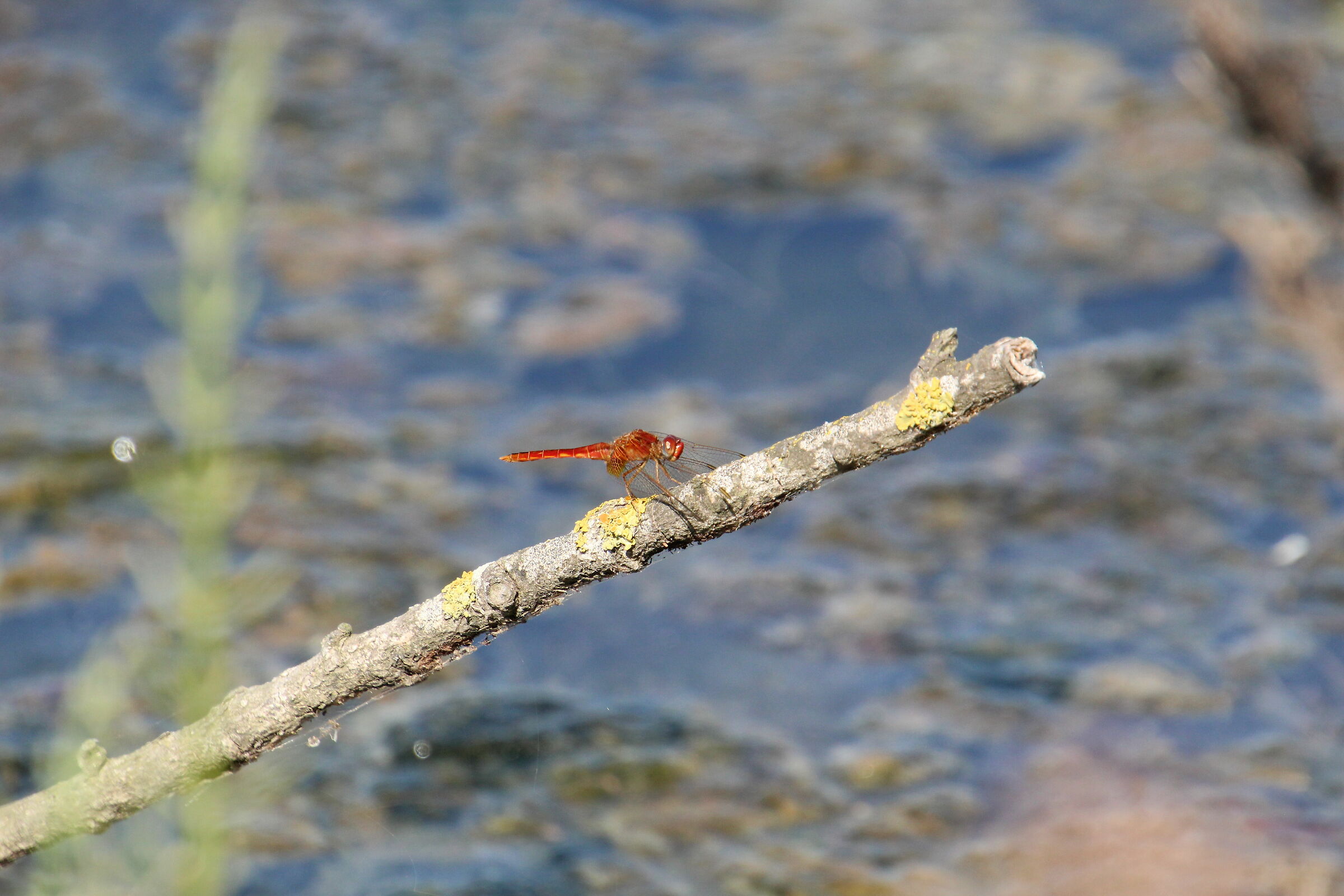 Dragonfly