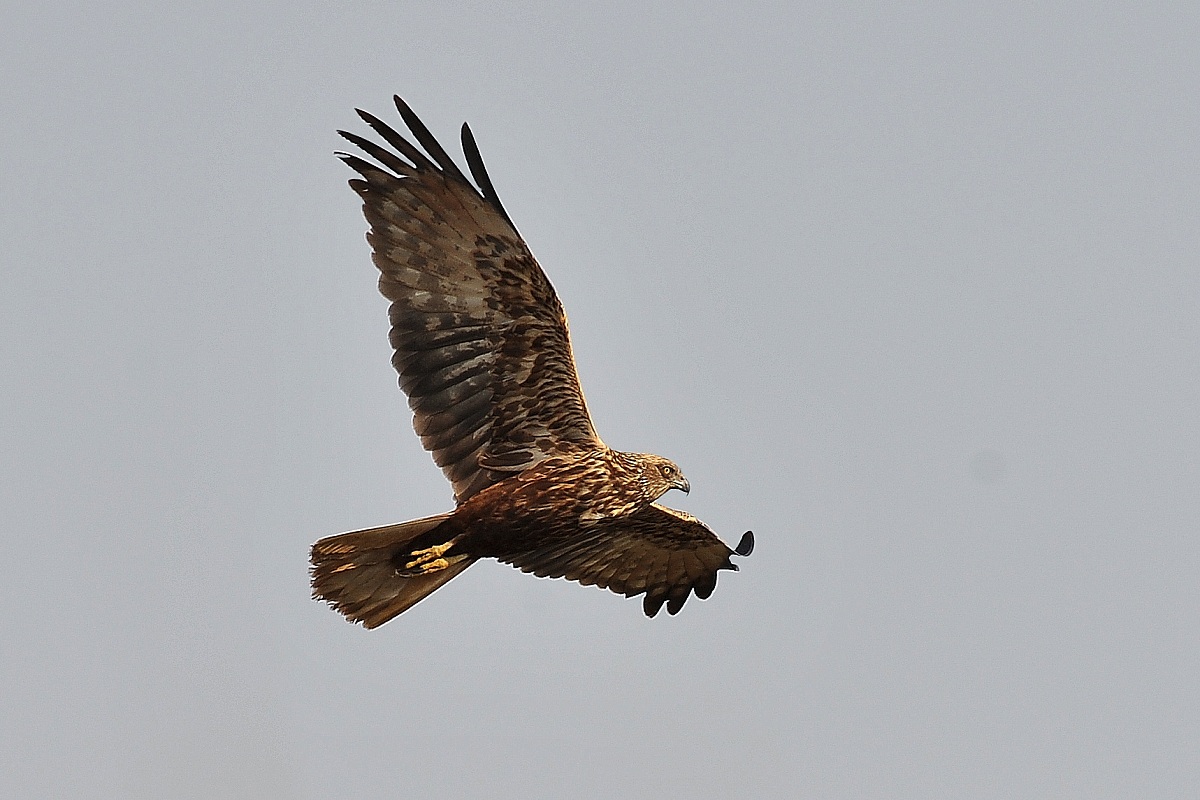 marsh harrier CHM Ostia Lido (Rm)