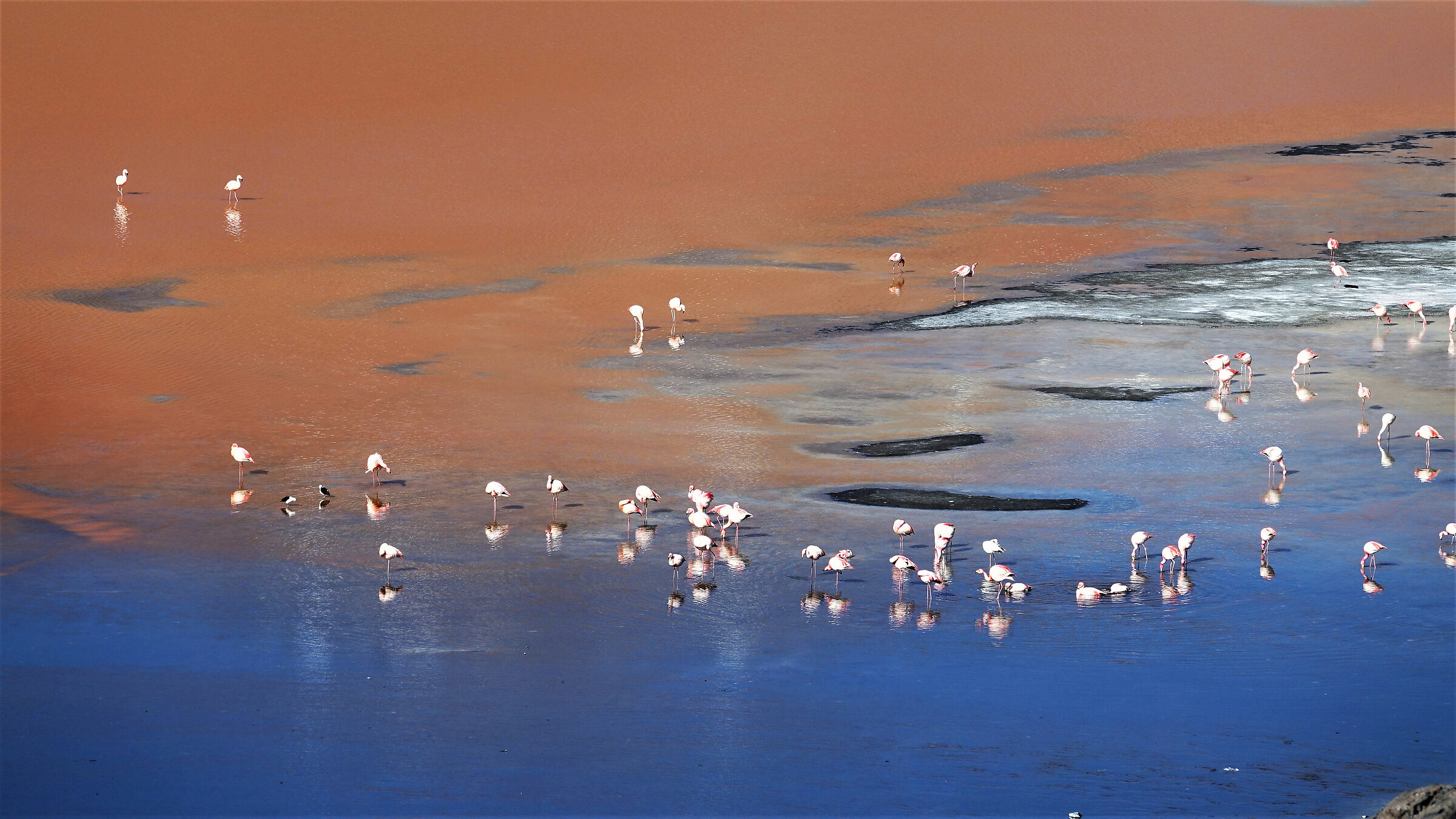 James Flamingos - Sony RX10M3