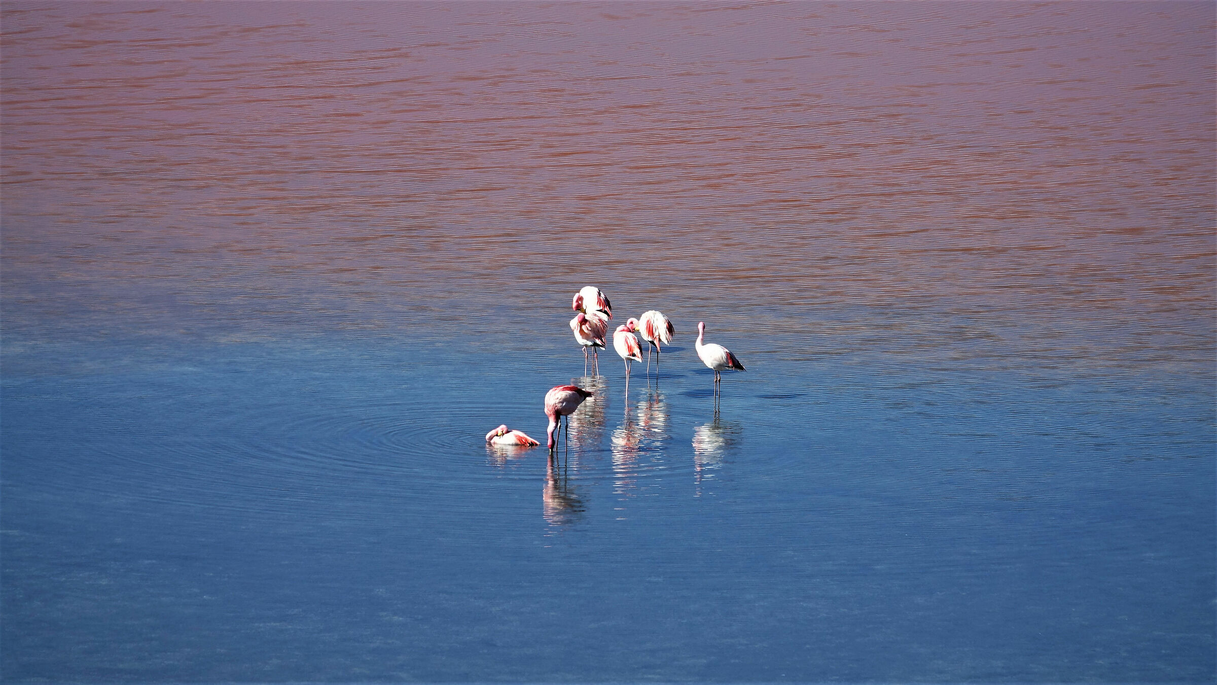 James Flamingos - Sony RX10M3