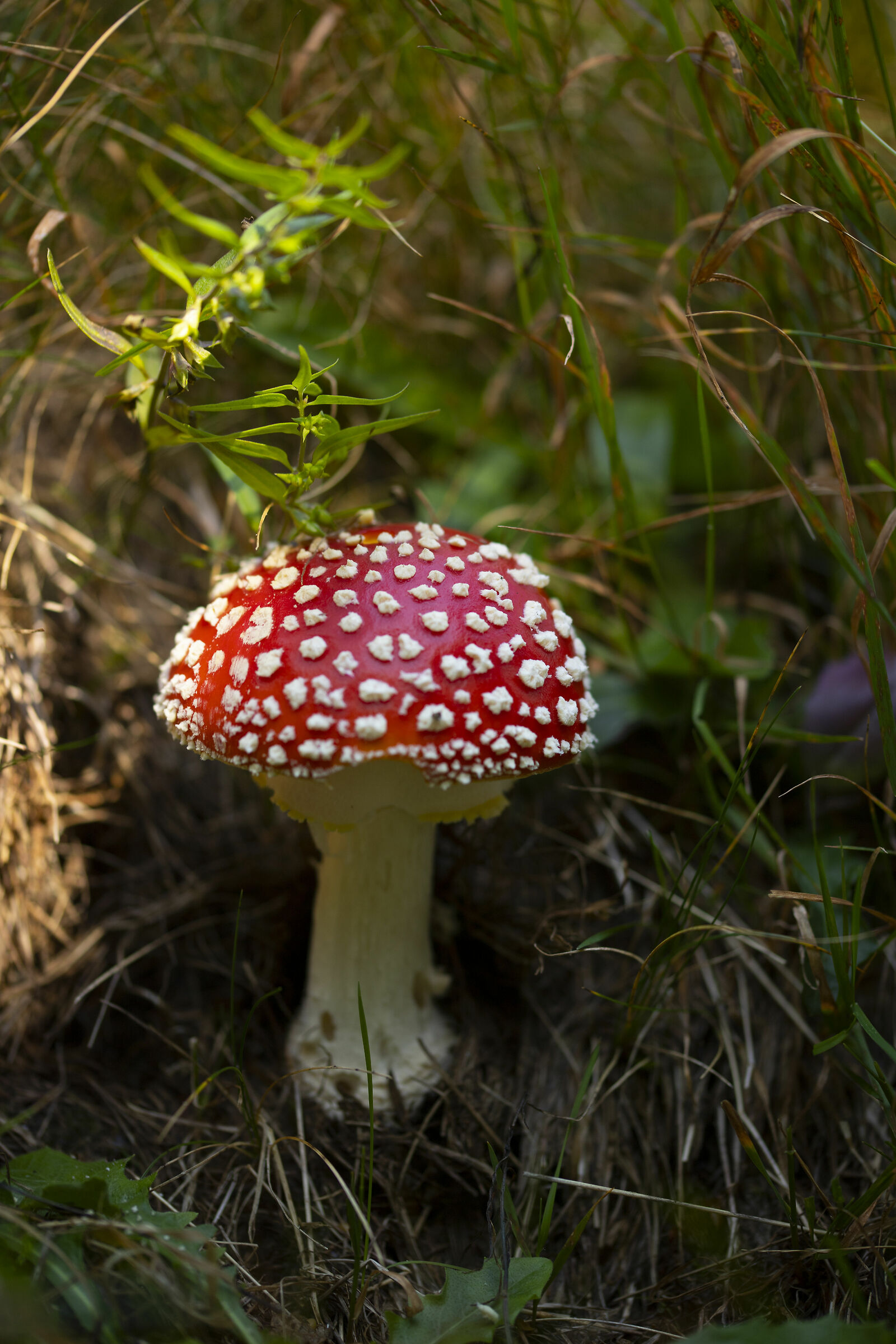Amanita muscaria