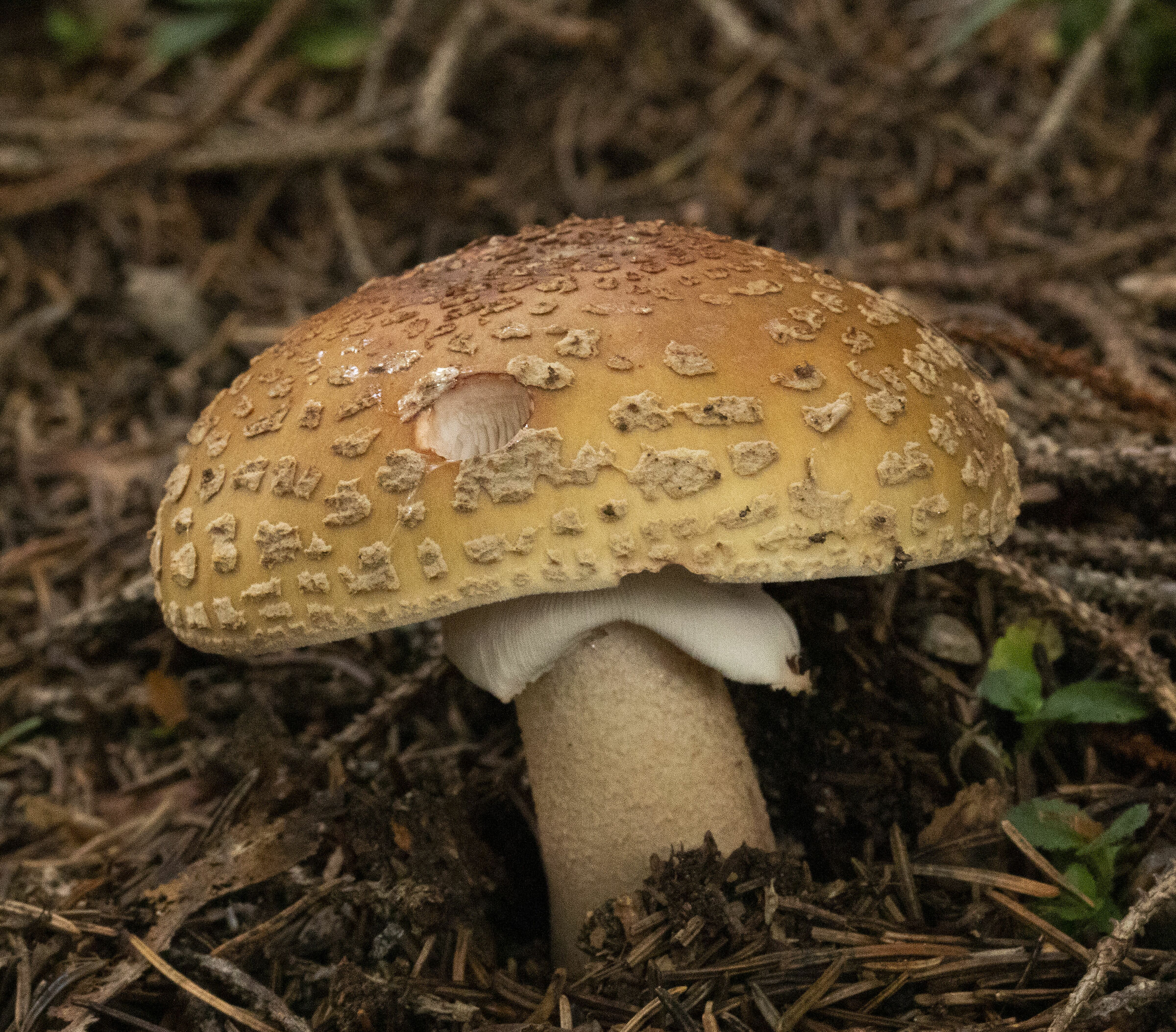 Amanita rubescens