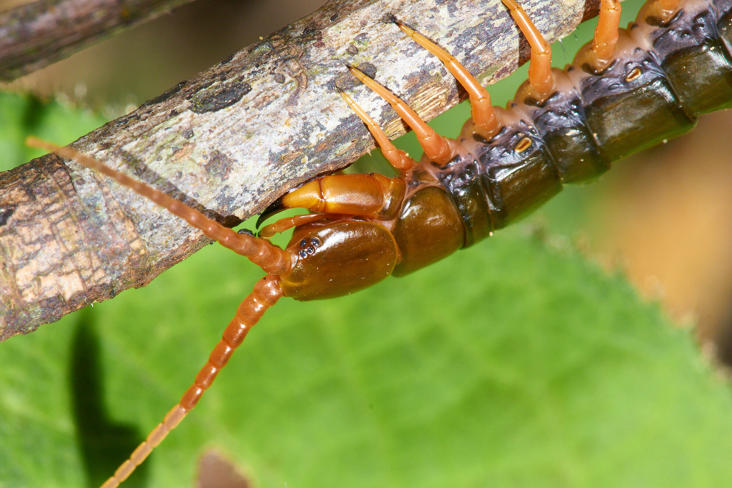Four eyes, many legs