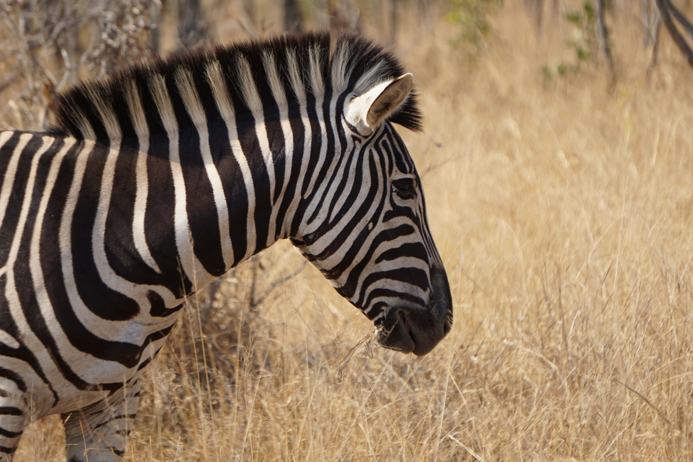 Zebra