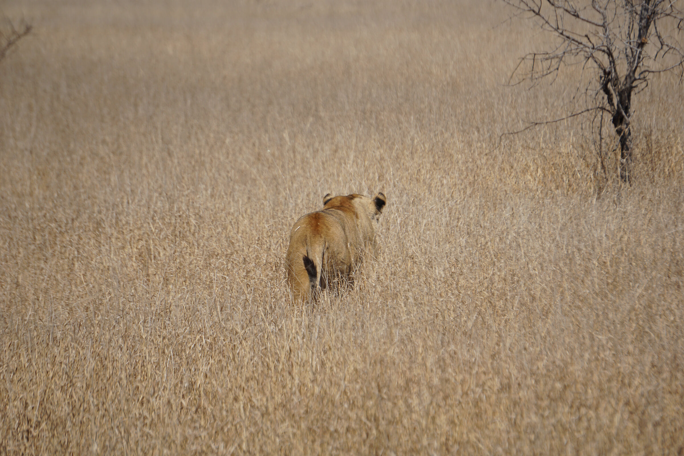 Camminando nella savana