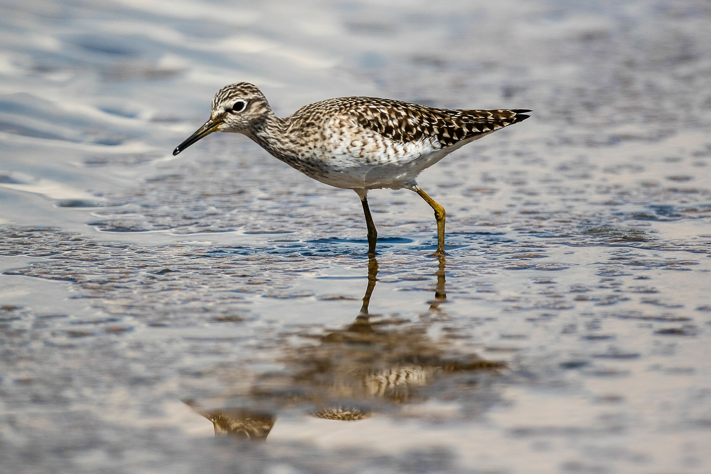 Piro piro boschereccio