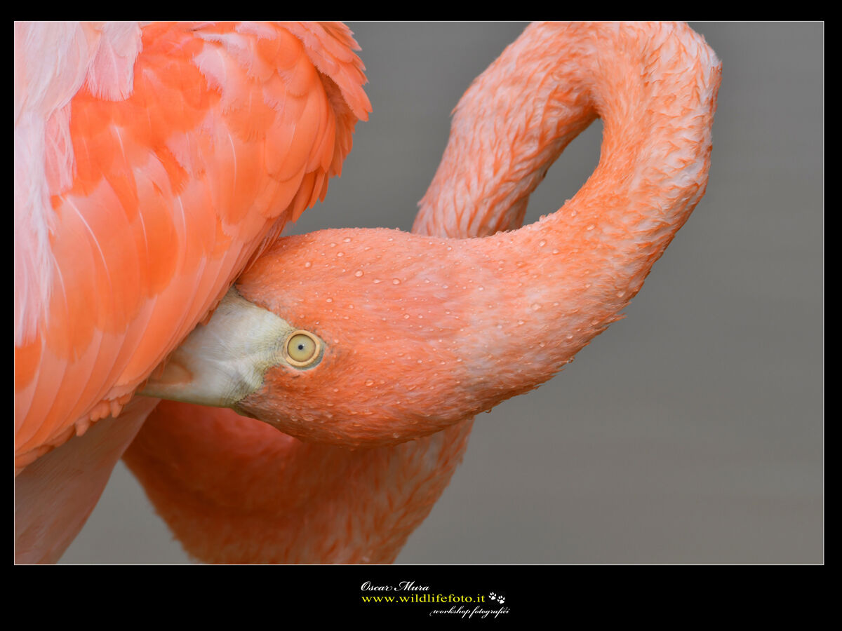 Galapagos Flamingo workshop wildlifefoto oscarmura