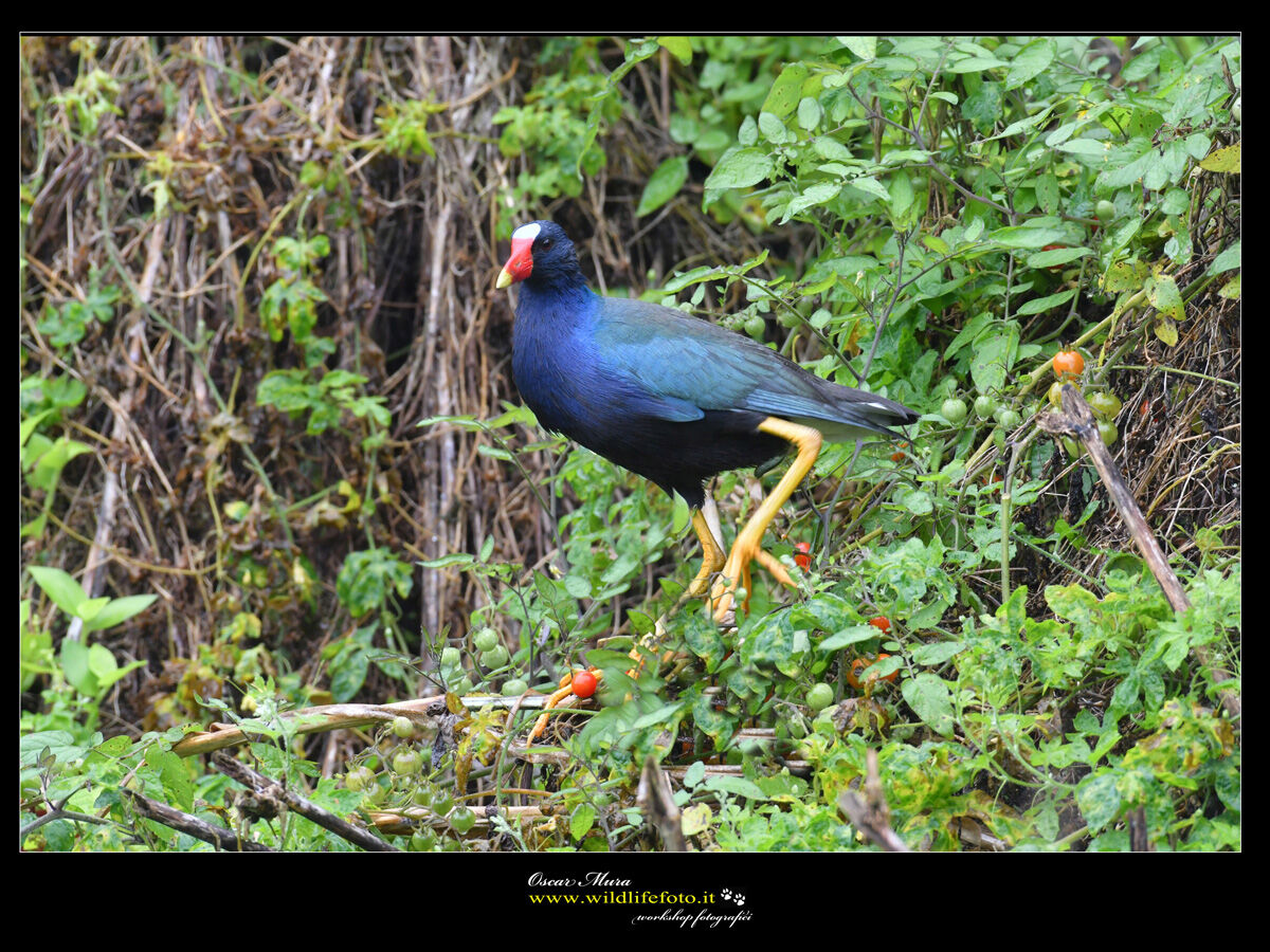 Purple gallinule workshop Galapagos wildlifefoto