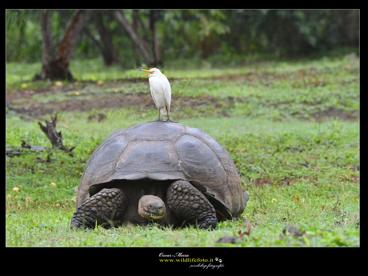 Testuggine delle Galapagos e Guardabuoi