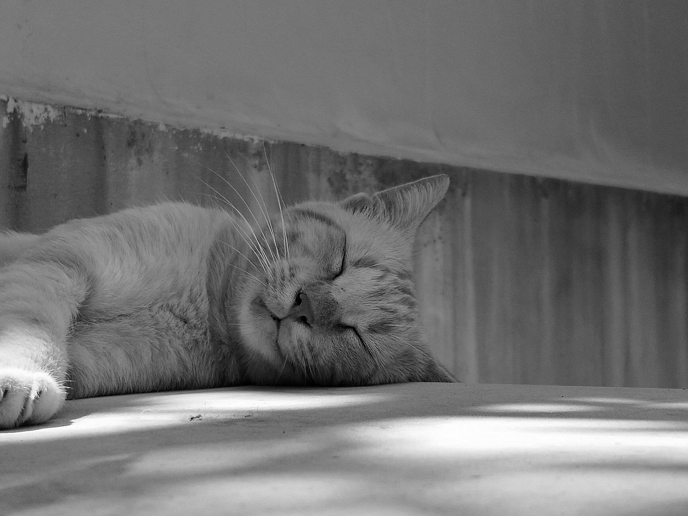 Sleeping in black and white