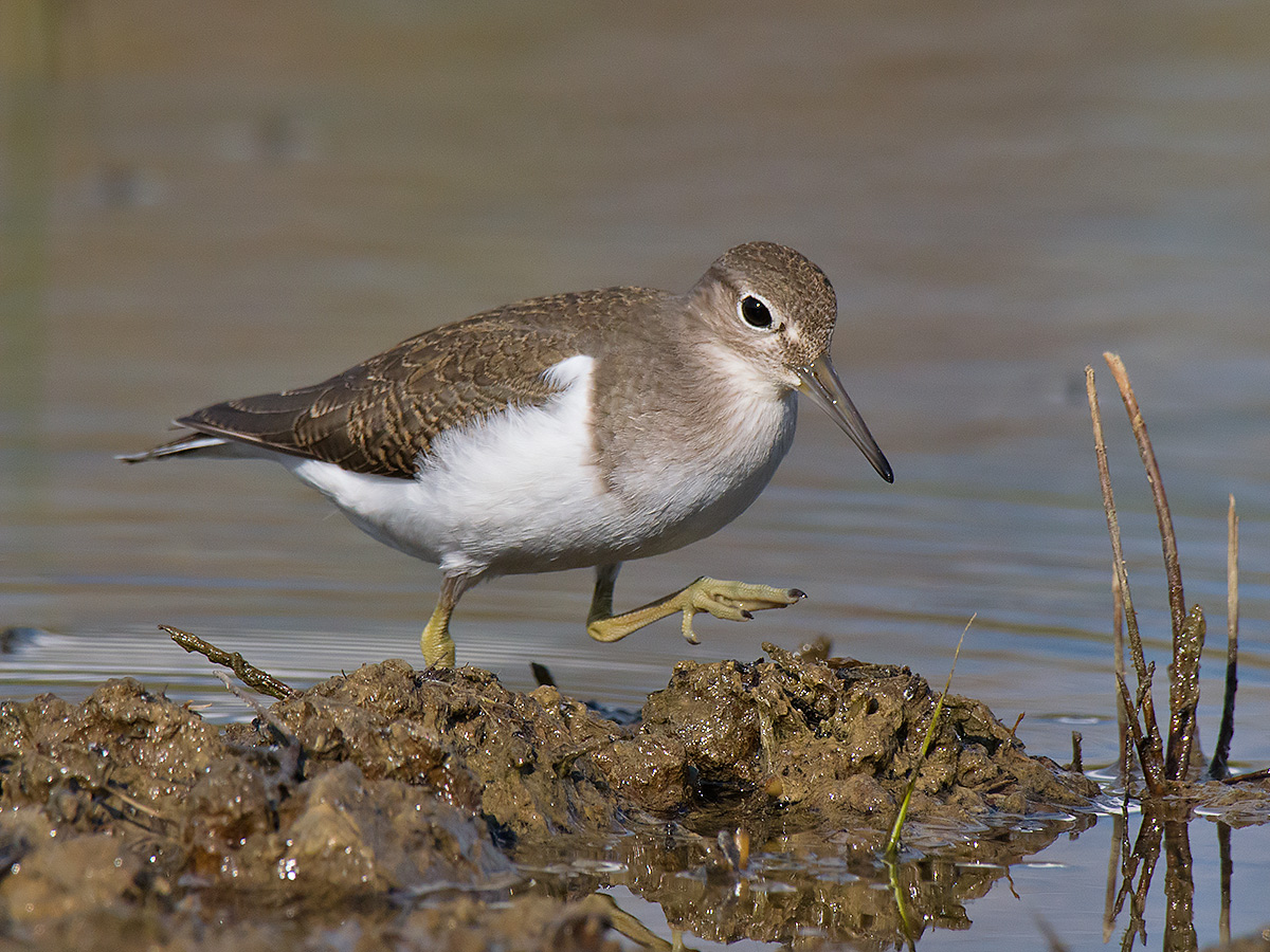 Piro piro piccolo in cerca di cibo